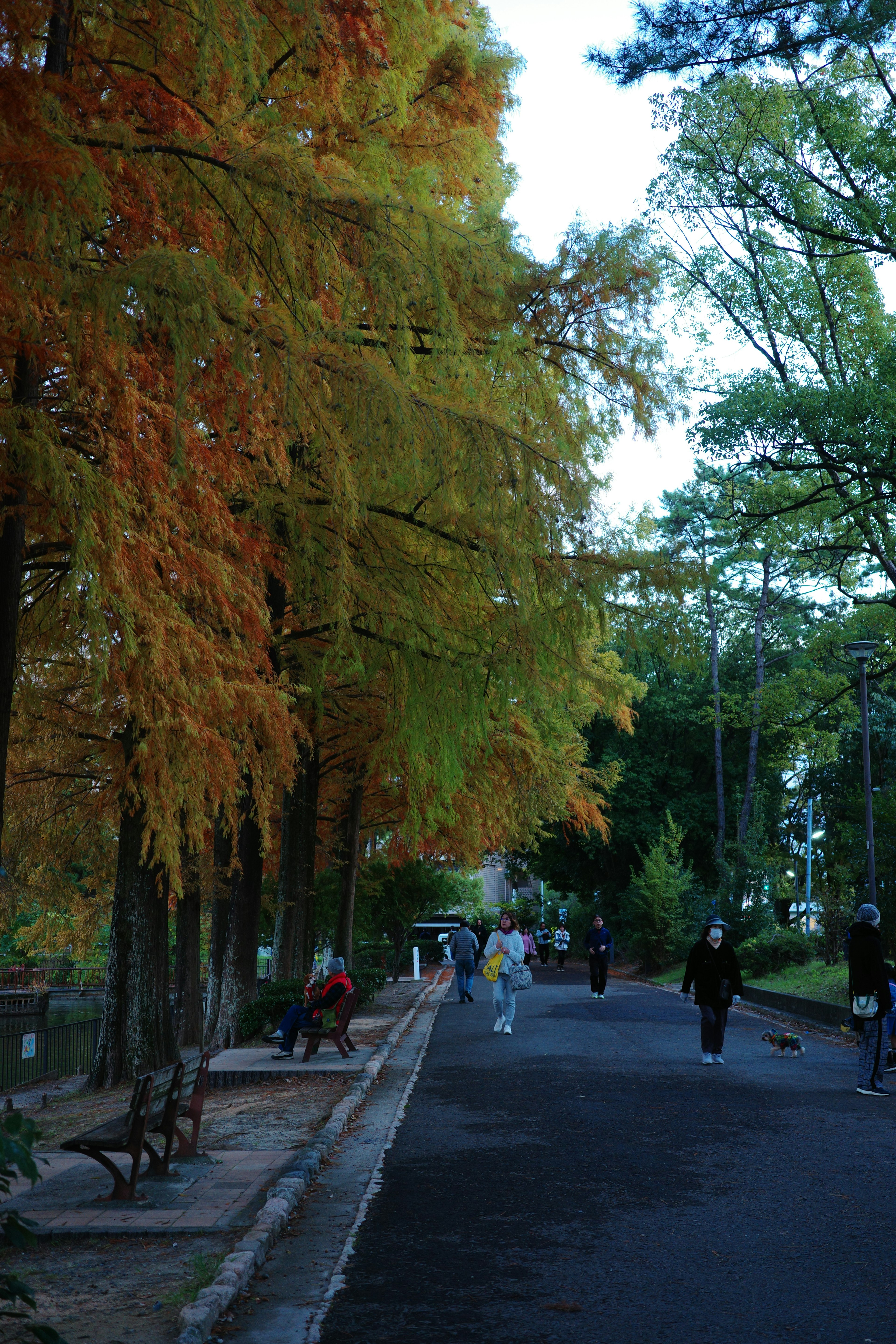 秋の色づいた木々が並ぶ公園の道を歩く人々