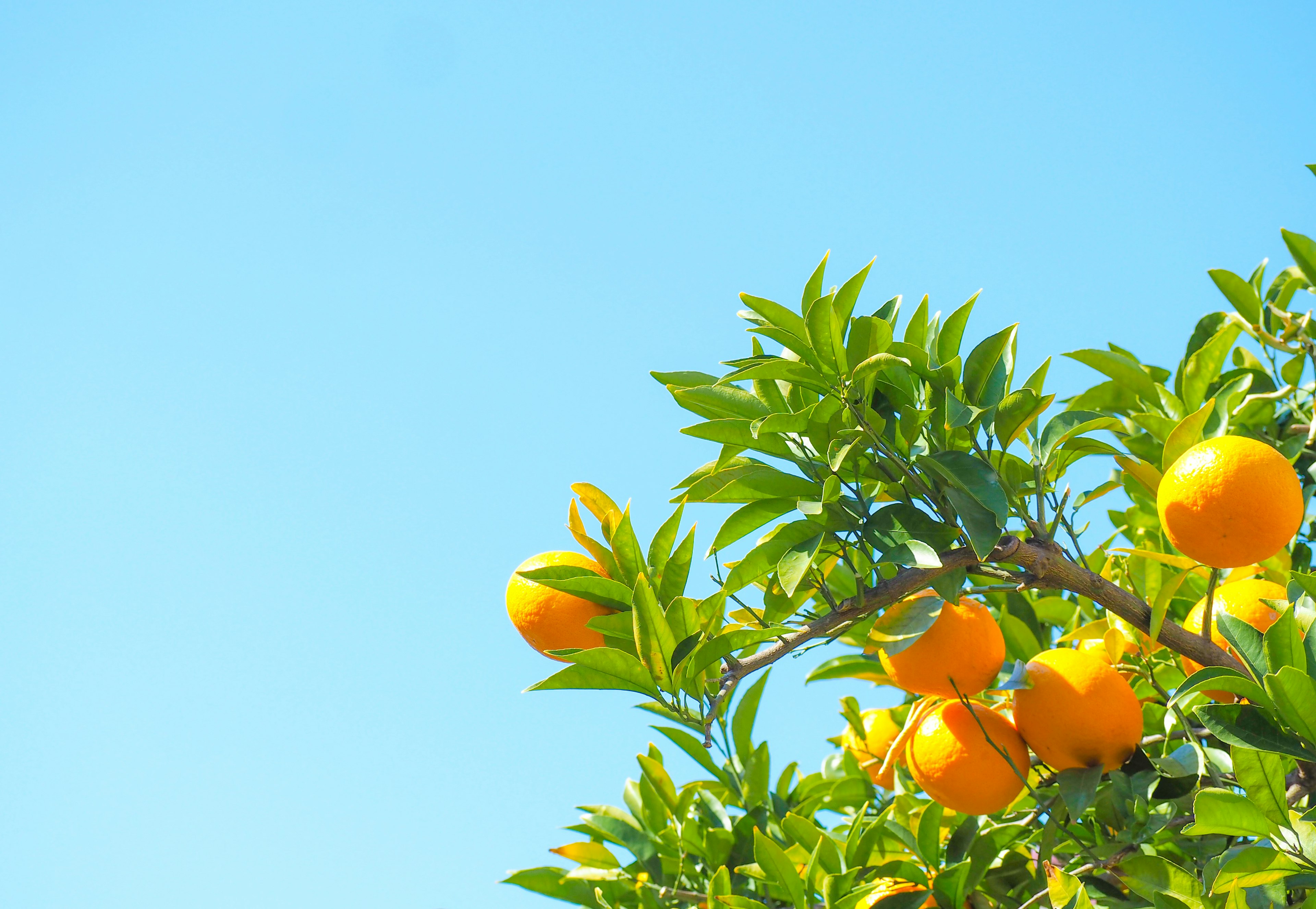 Rama de naranjo con naranjas maduras contra un cielo azul claro