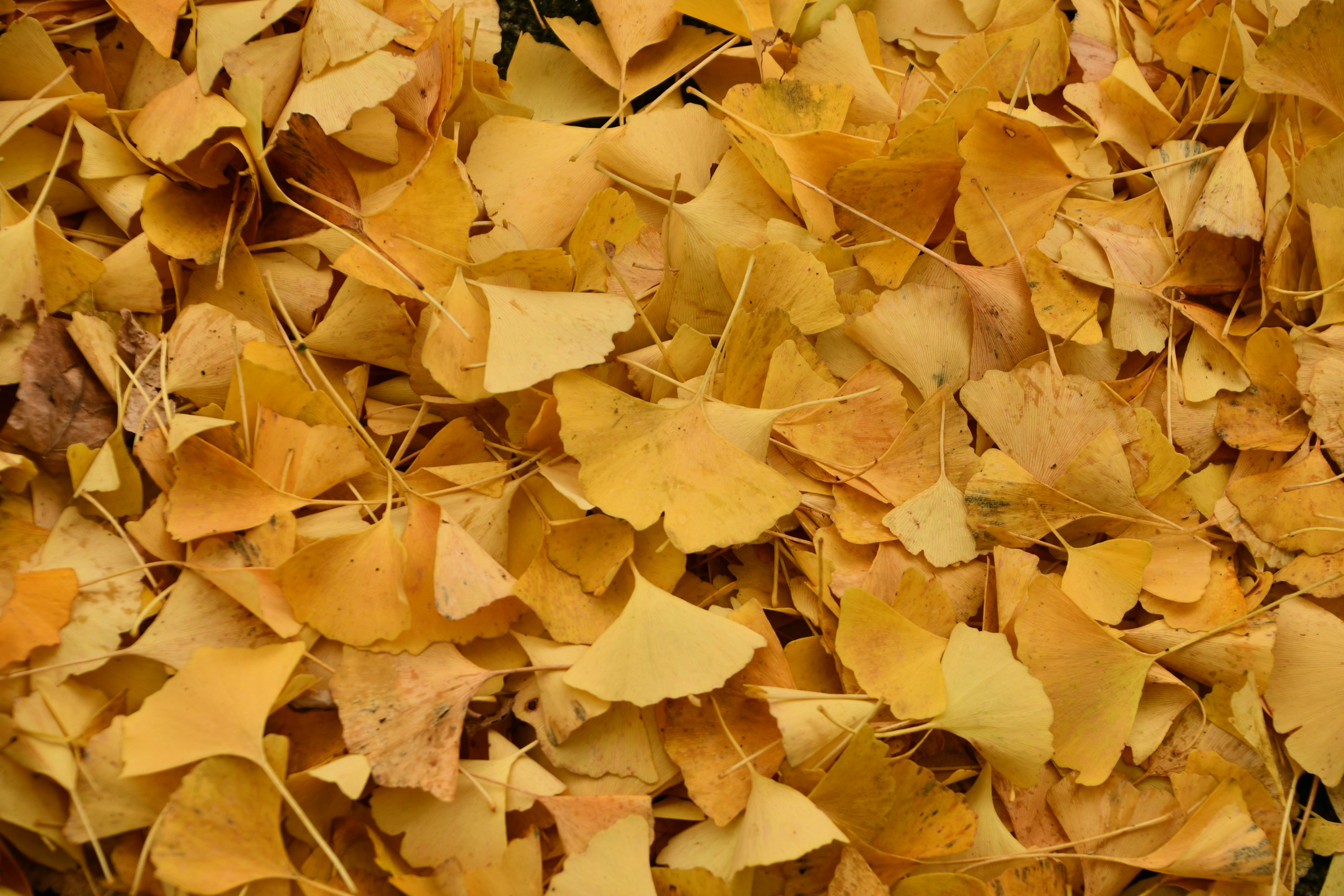 Ein Teppich aus gelben Ginkgo-Blättern, der auf dem Boden verstreut ist