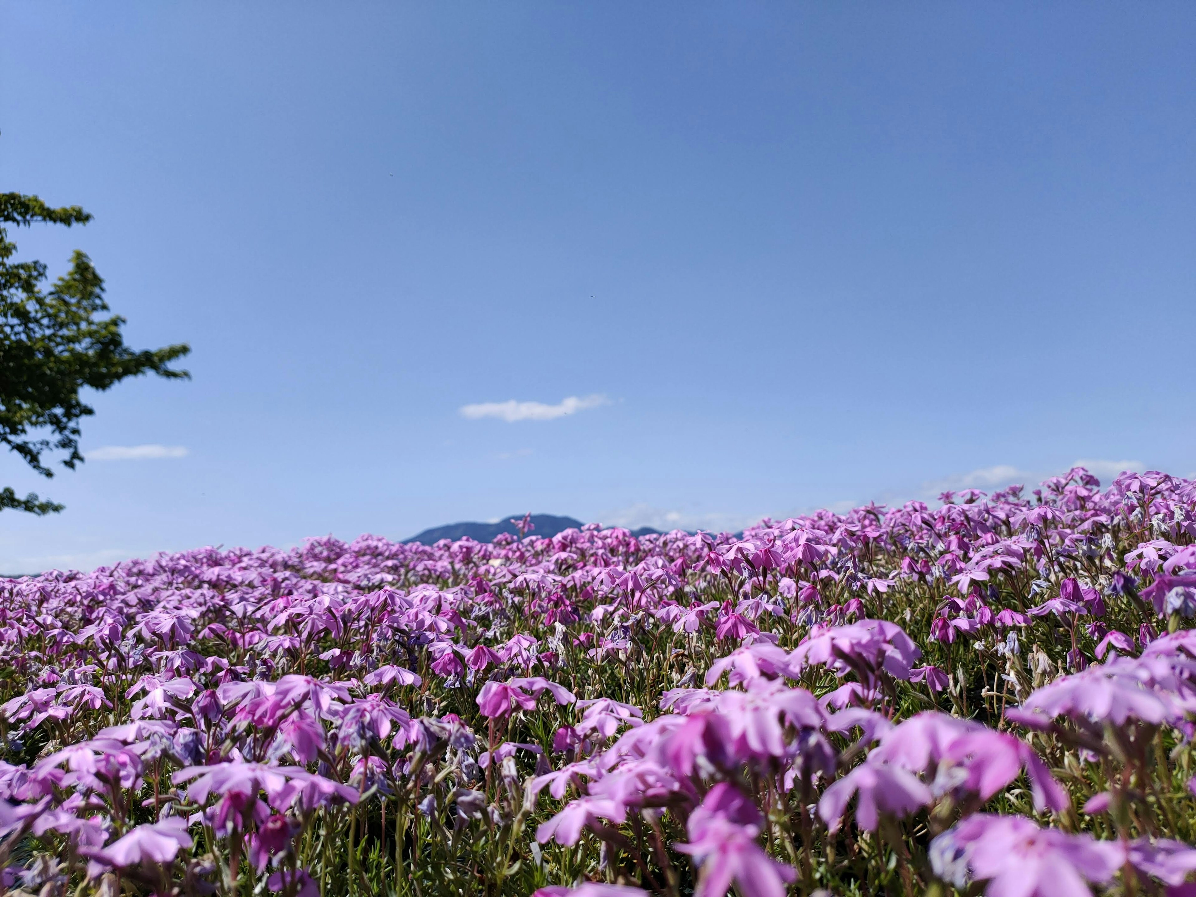 Vast field of purple flowers under a blue sky with distant mountains