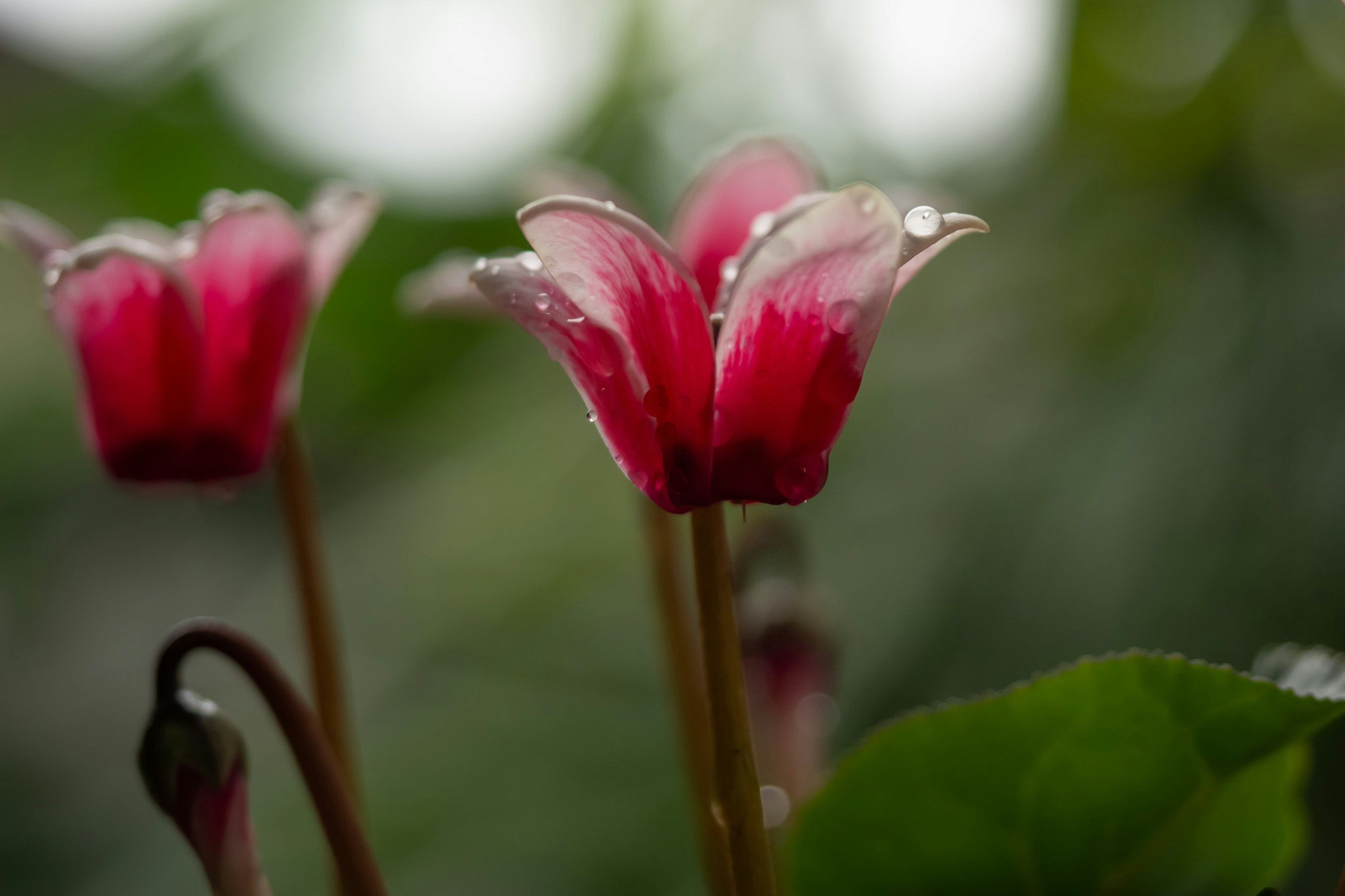 Fleurs de cyclamen avec des pétales roses fleurissant sur un fond vert