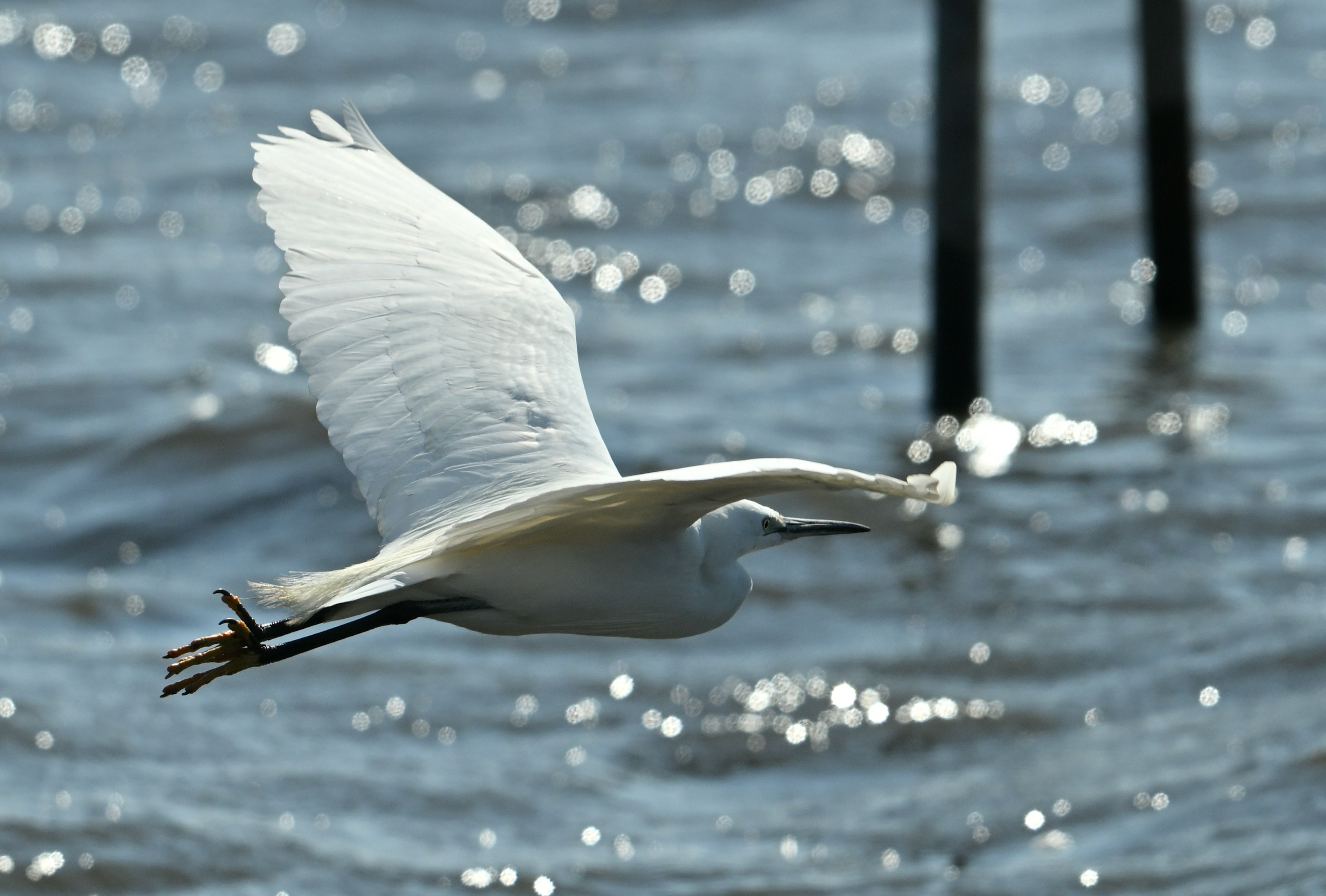 A white bird flying over the water surface