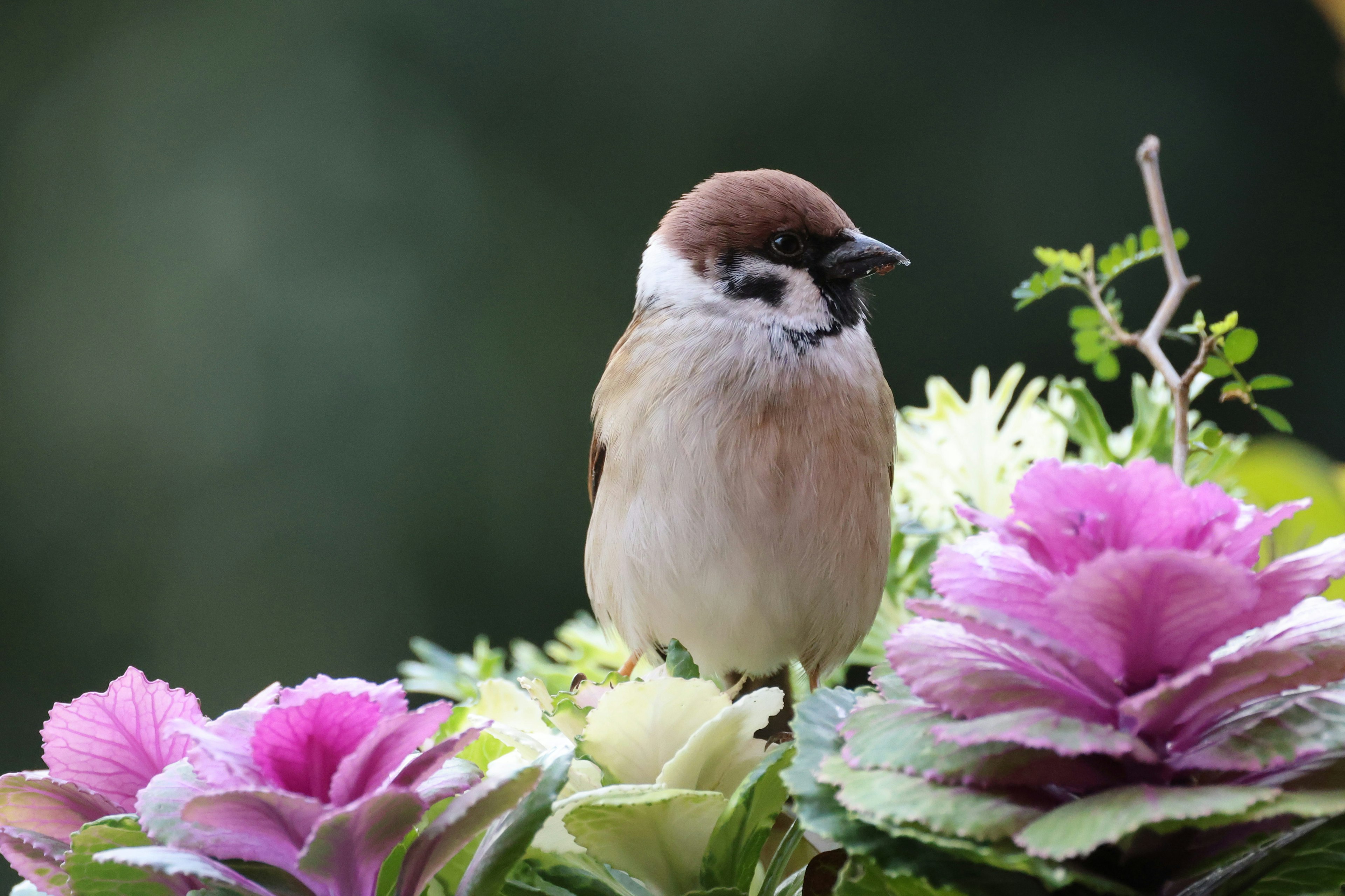 花の上に立っている小さな鳥の写真