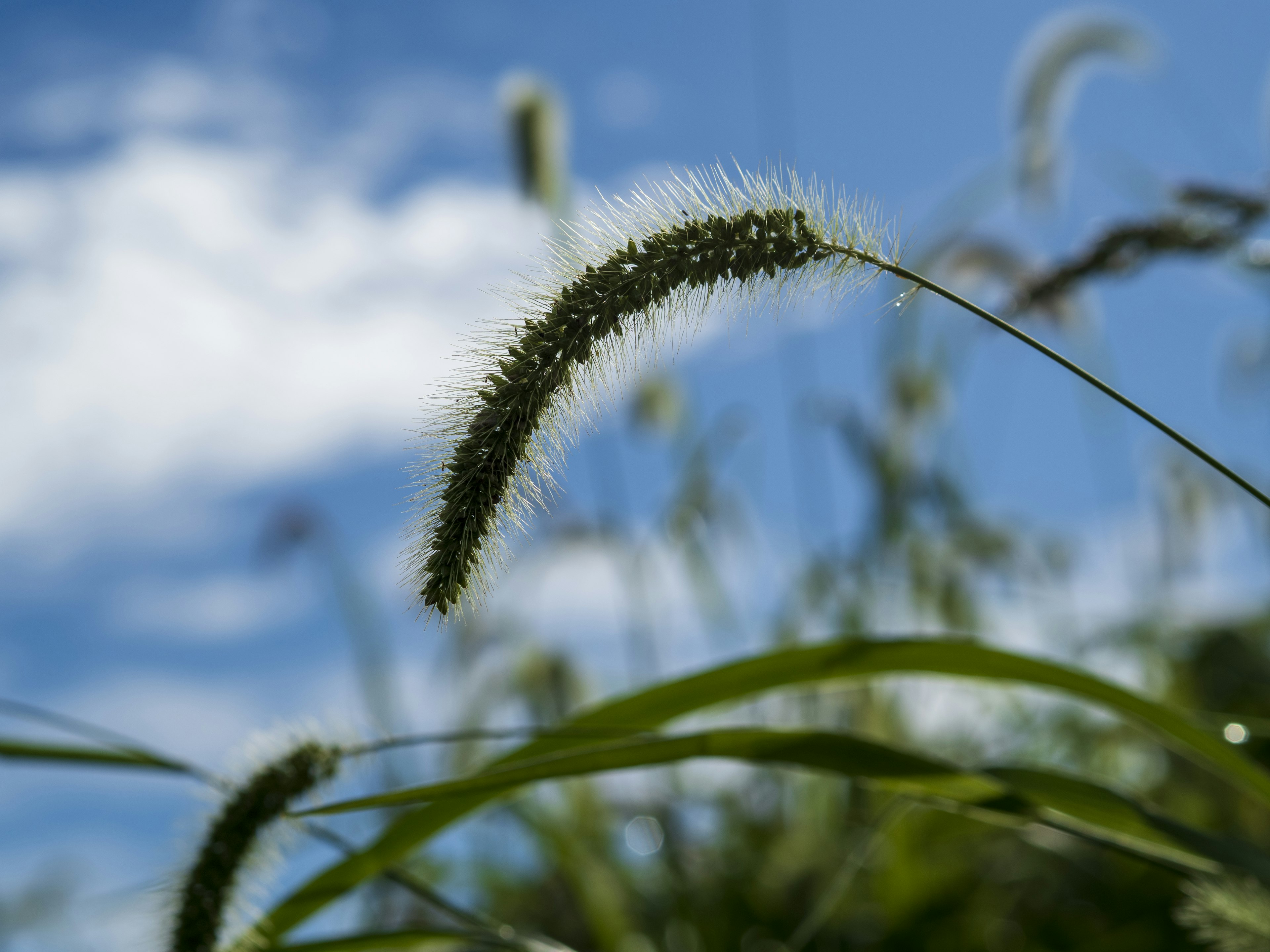 Close-up spikelet rumput bergoyang di bawah langit biru