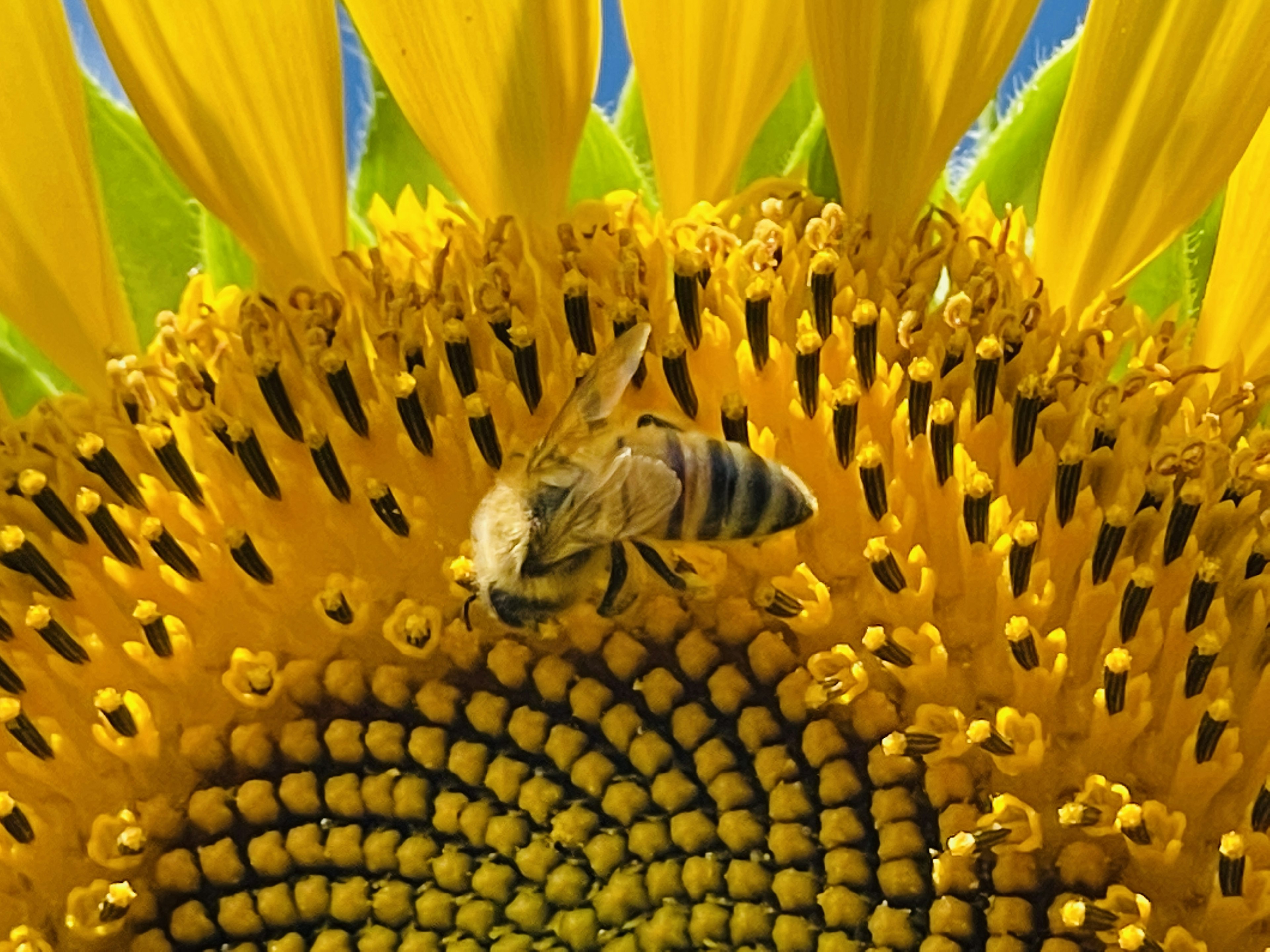 Acercamiento de una abeja en un girasol