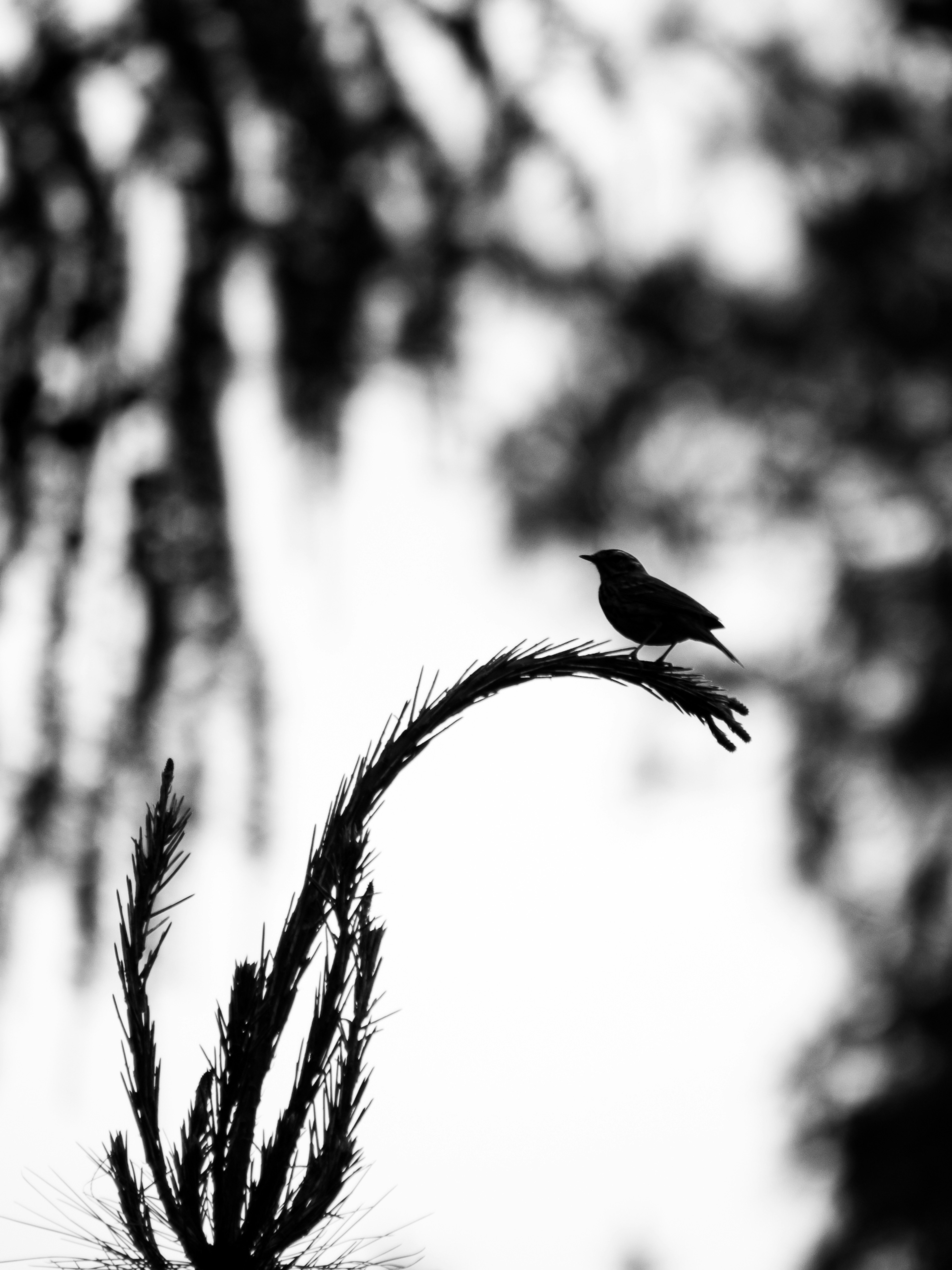 Silhouette of a bird perched on a branch in black and white