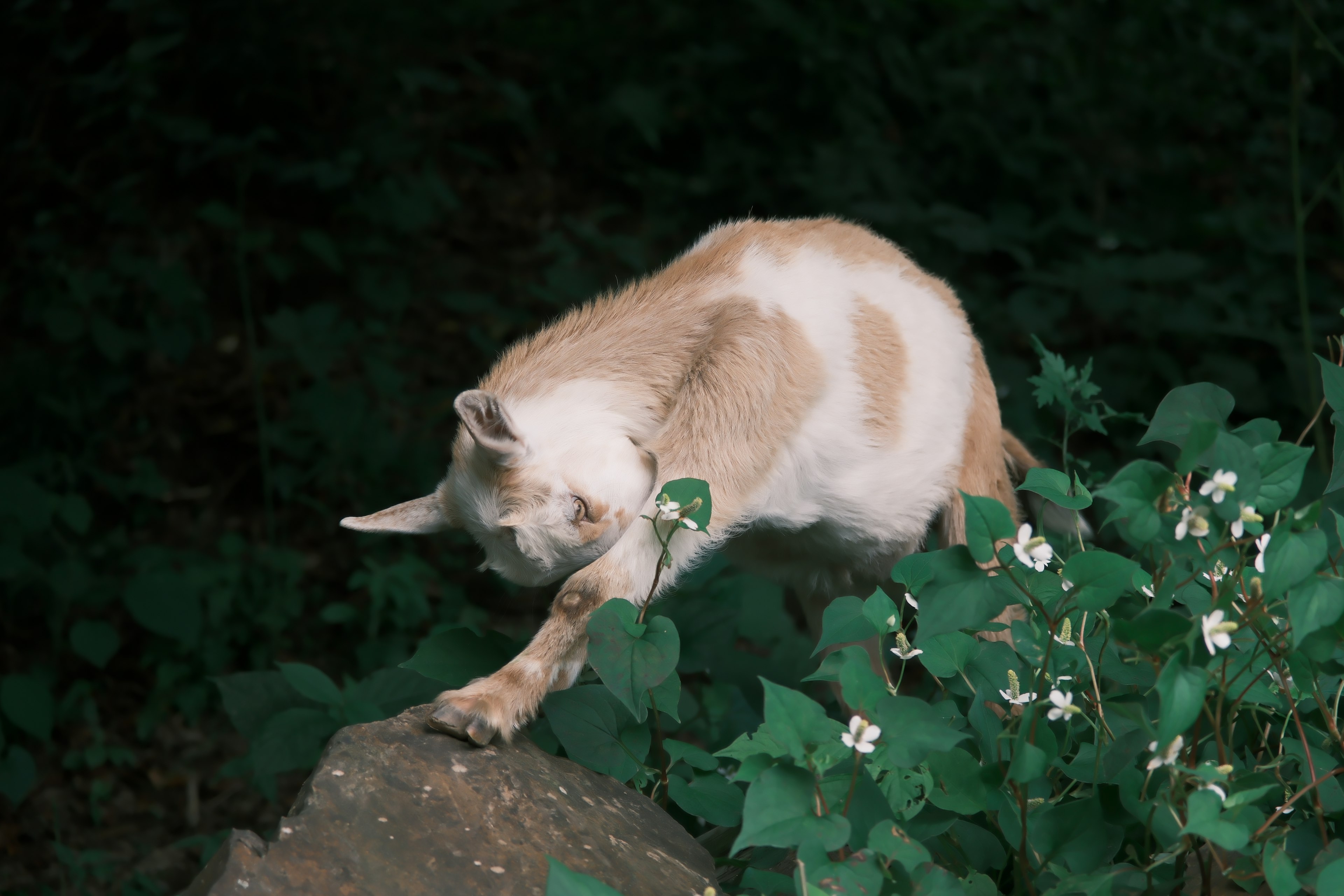 Seekor kucing yang meregang di antara dedaunan hijau dengan bunga putih