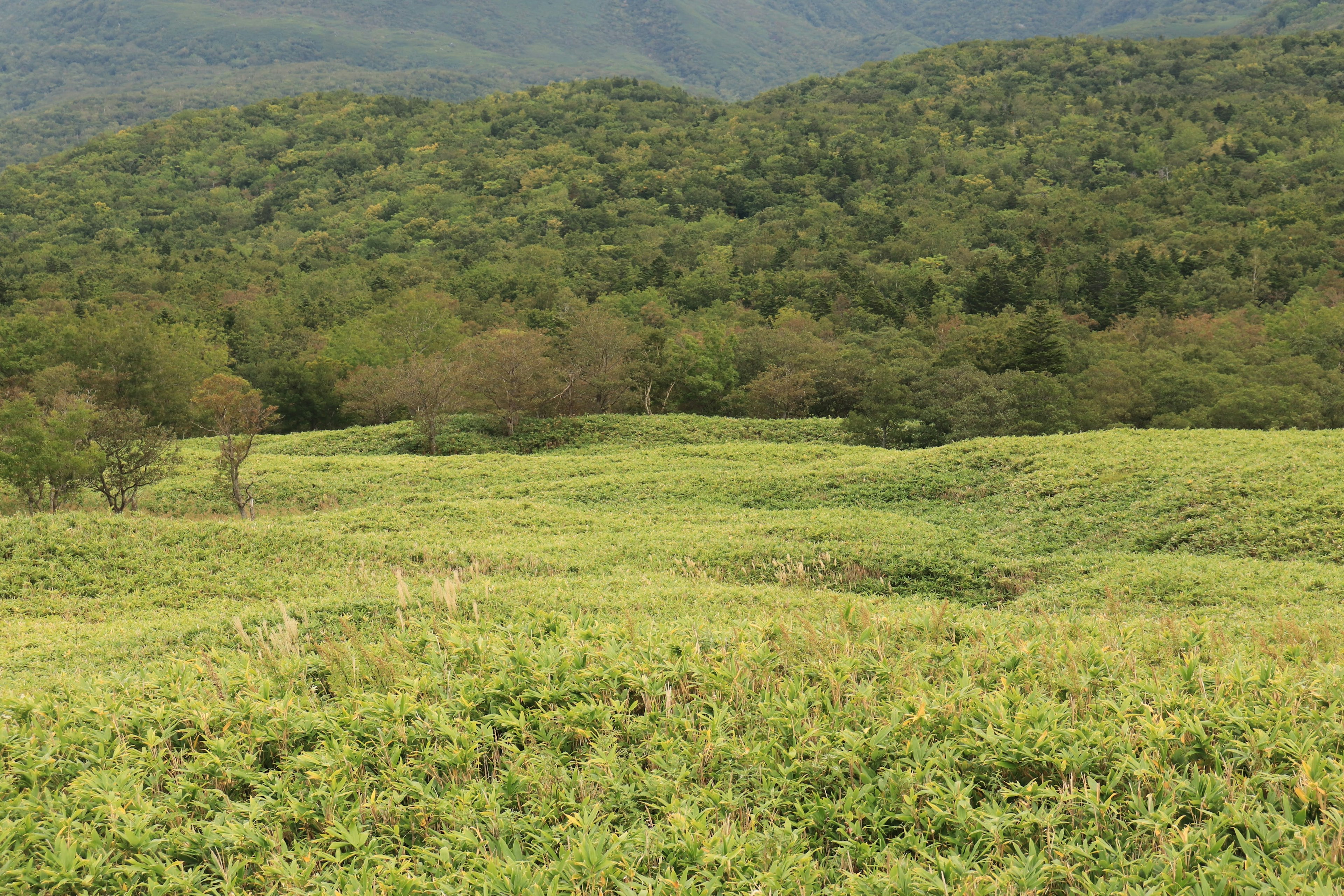 Amplios campos verdes con colinas y árboles al fondo