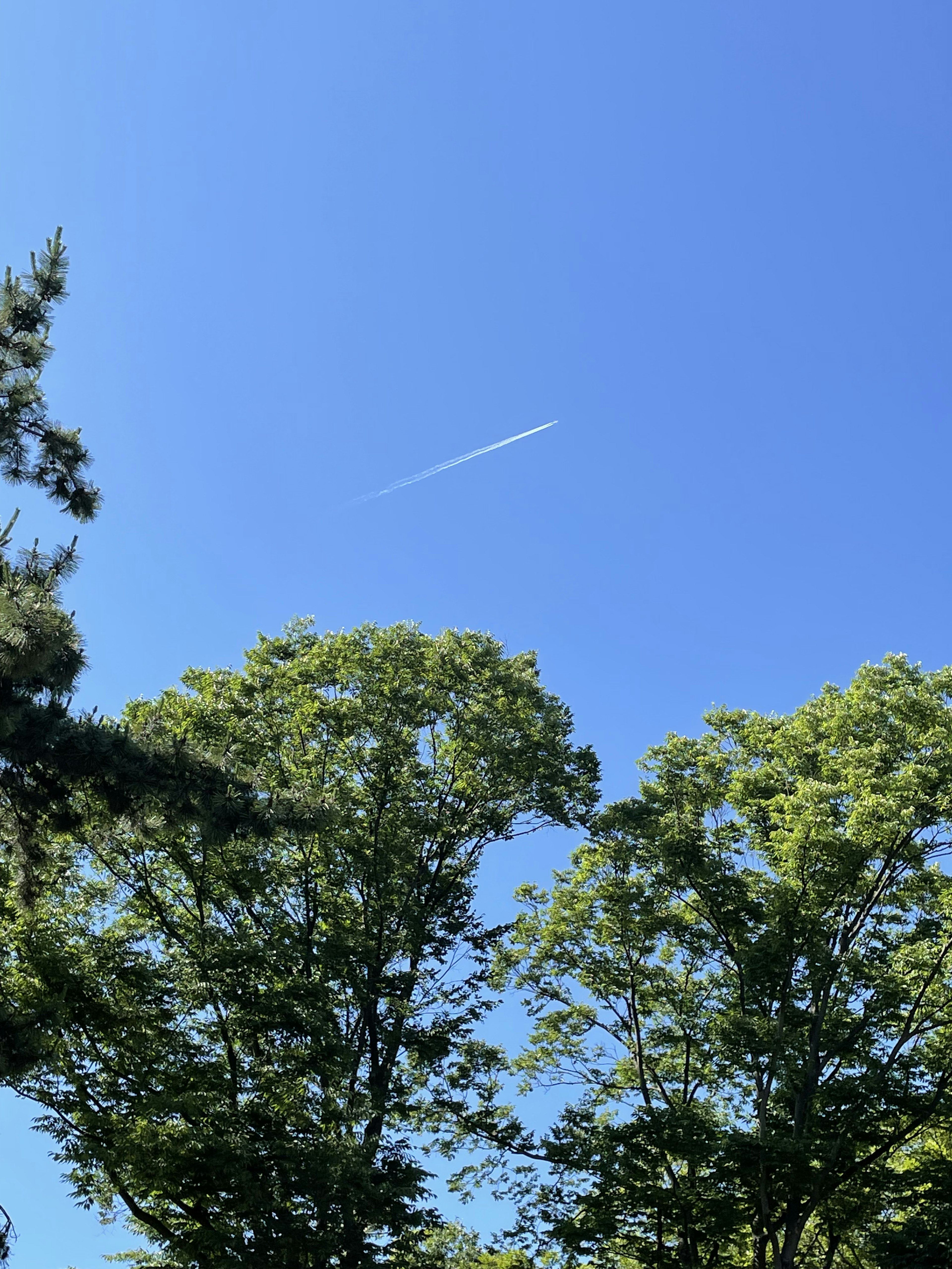 青空と緑の木々が見える風景 飛行機雲が空に描かれている