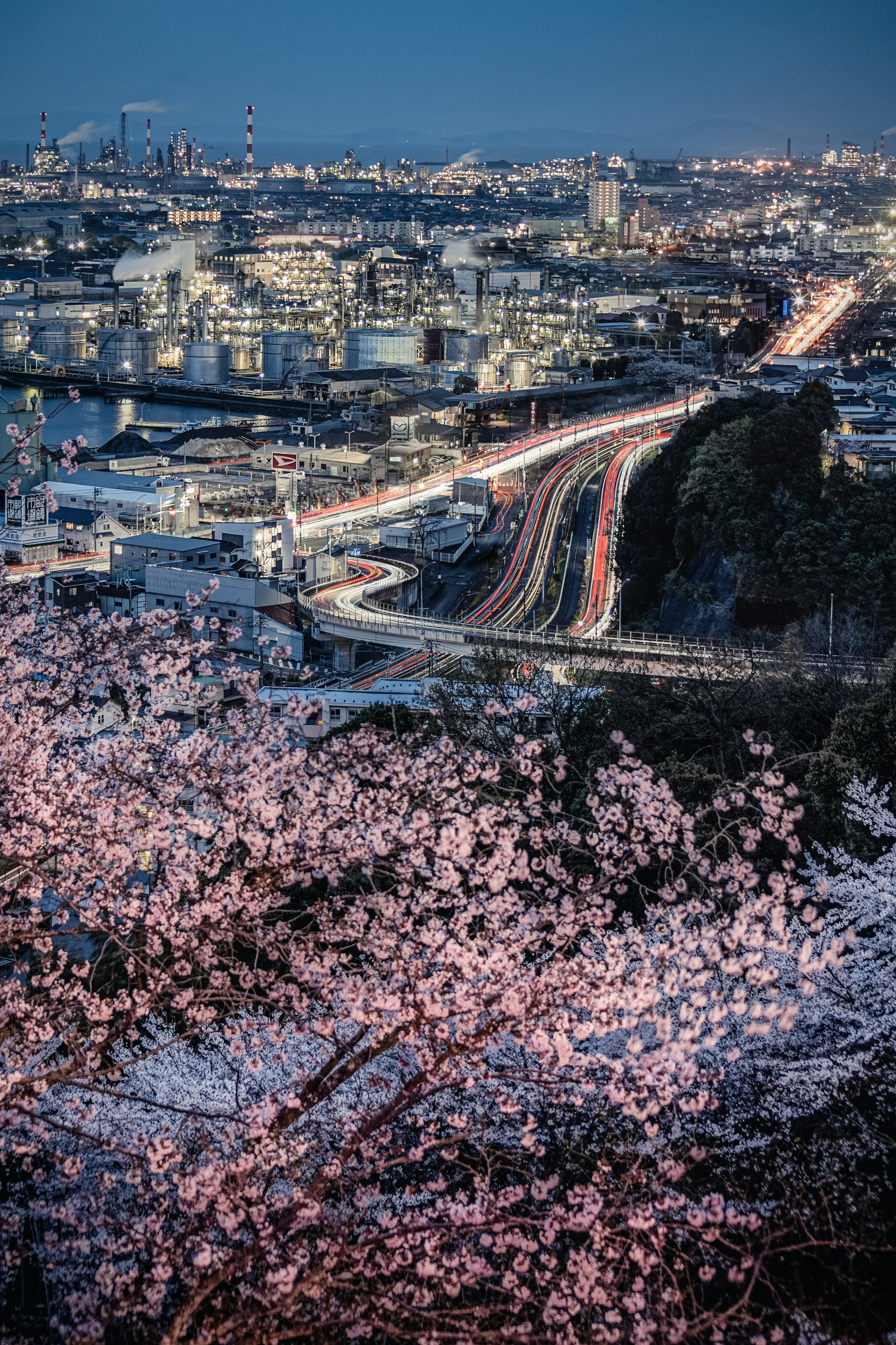 美丽的夜樱花和城市风景