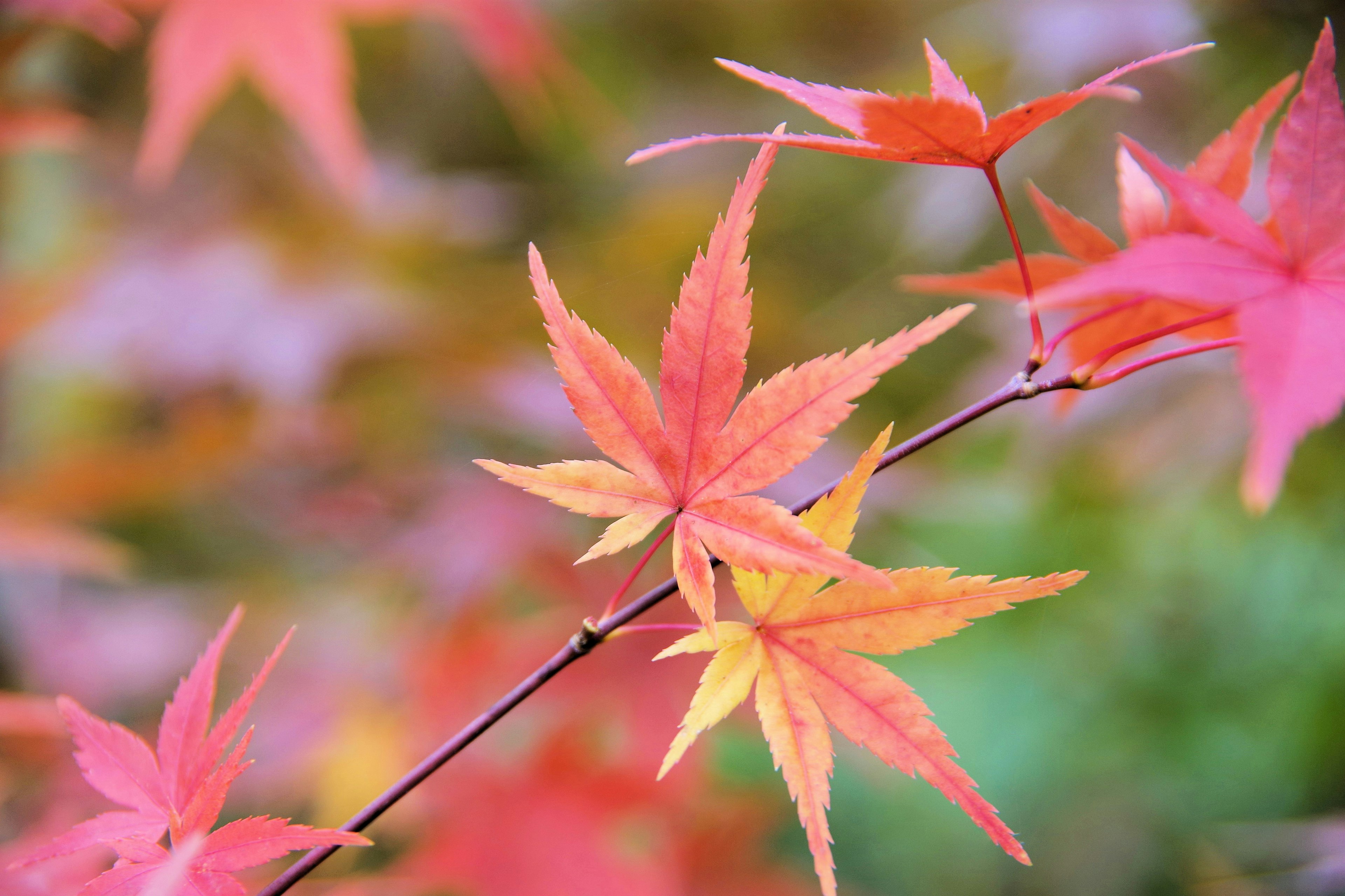 Daun maple merah dan oranye cerah di atas cabang