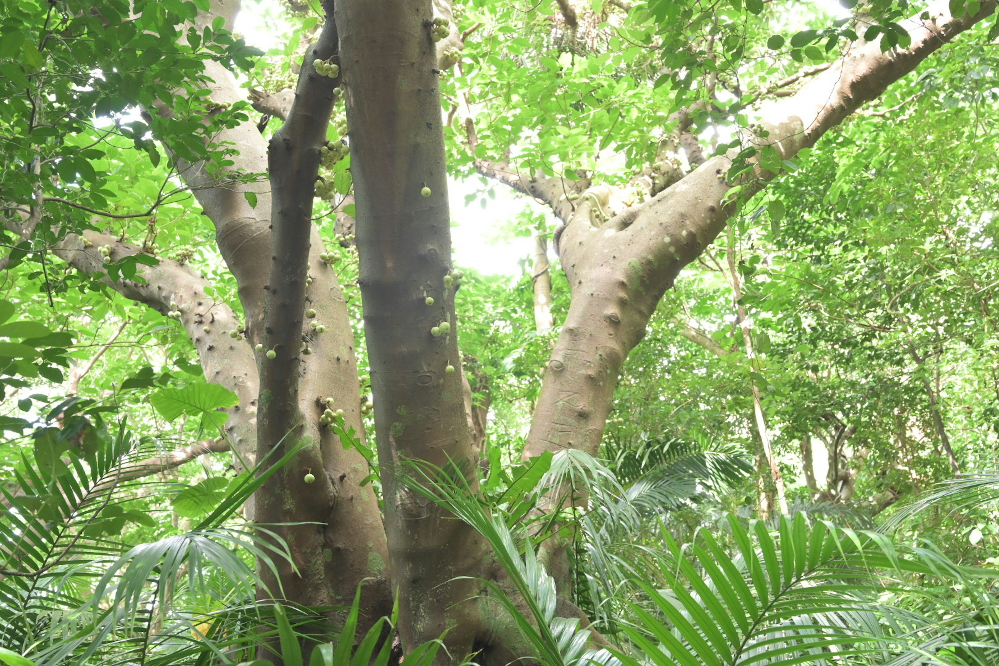 Tronc d'arbre large entouré d'une végétation luxuriante