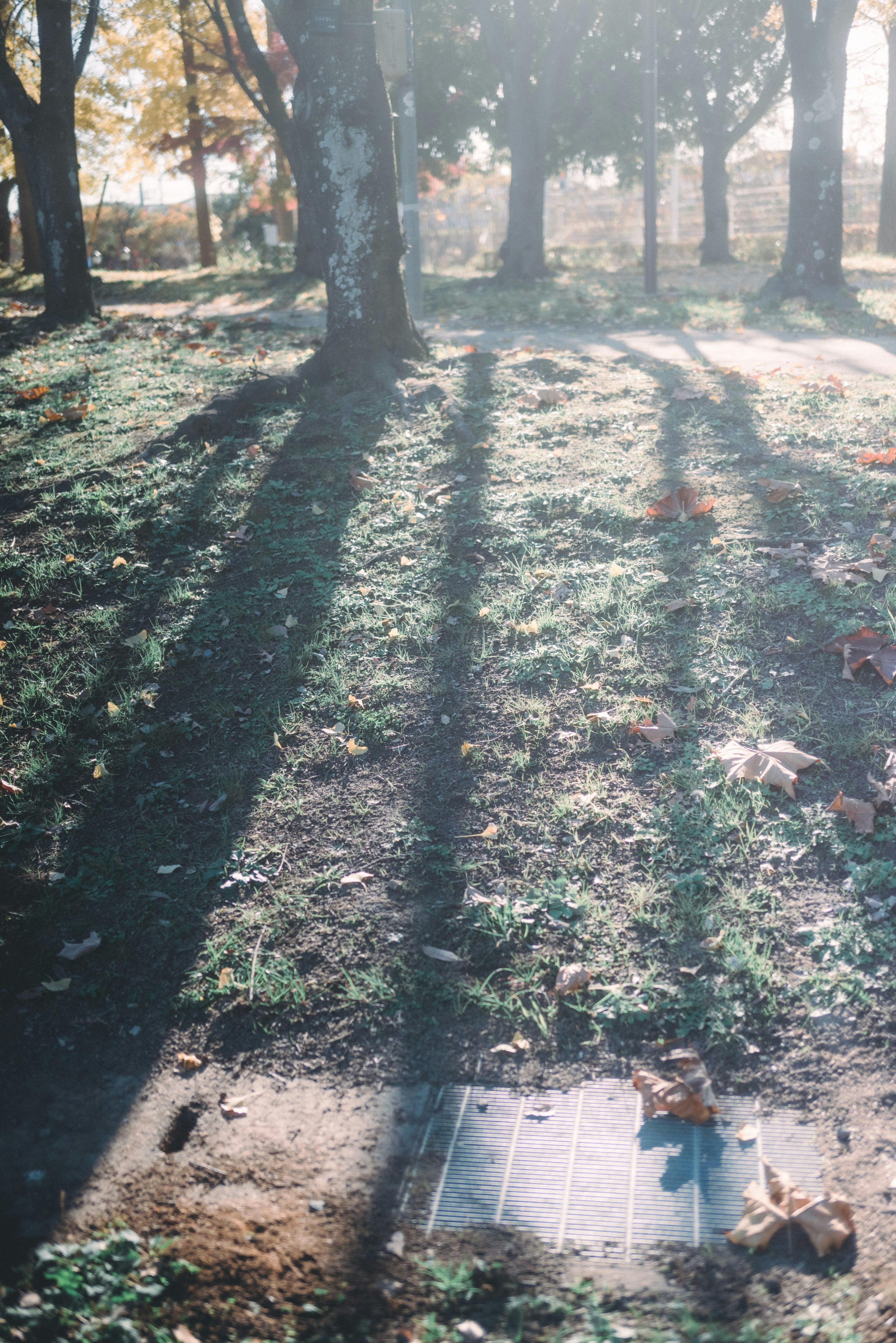 Ombres d'arbres sur le sol herbeux dans un parc d'automne