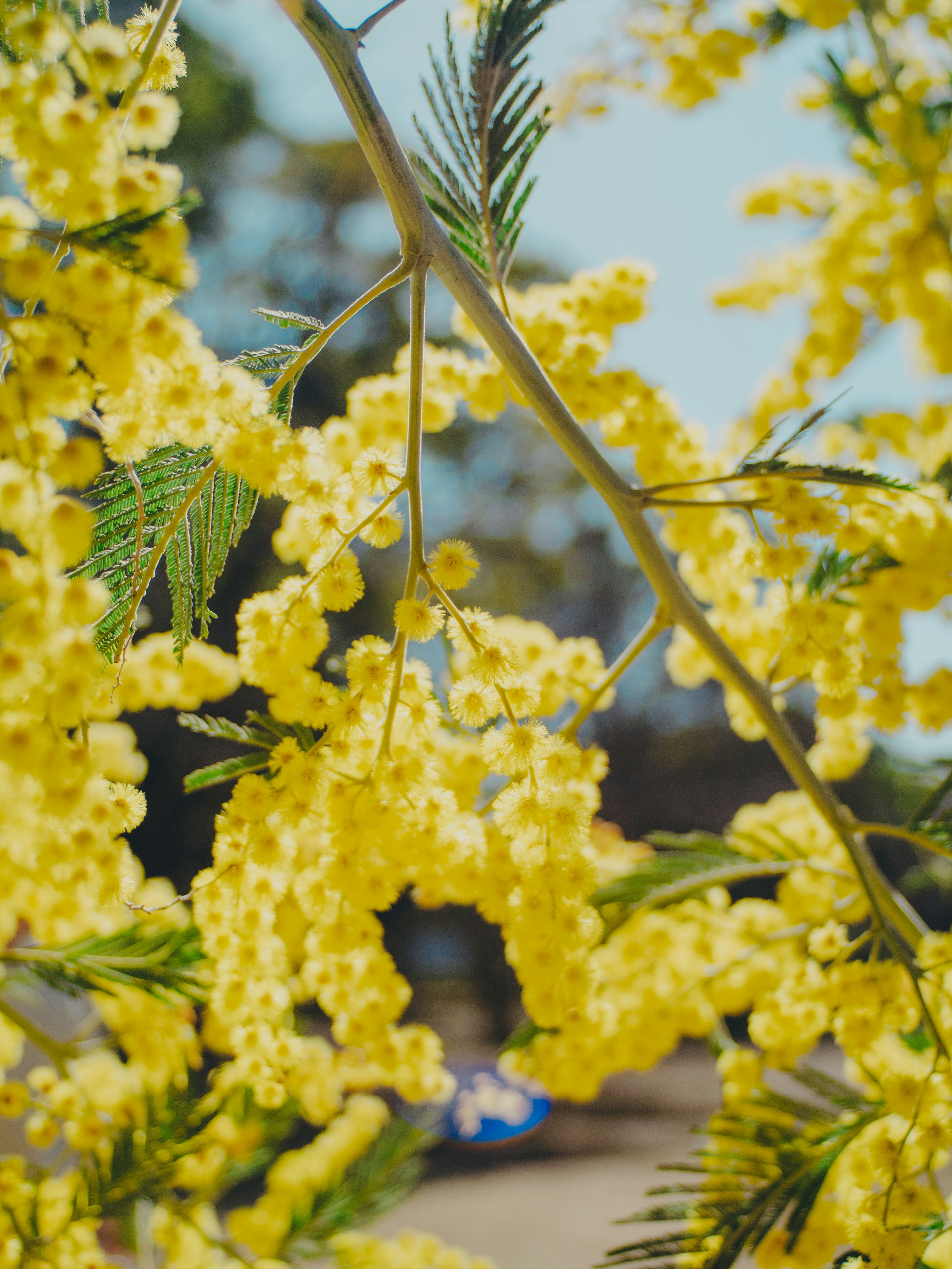 黄色いミモザの花が咲いている枝のクローズアップ