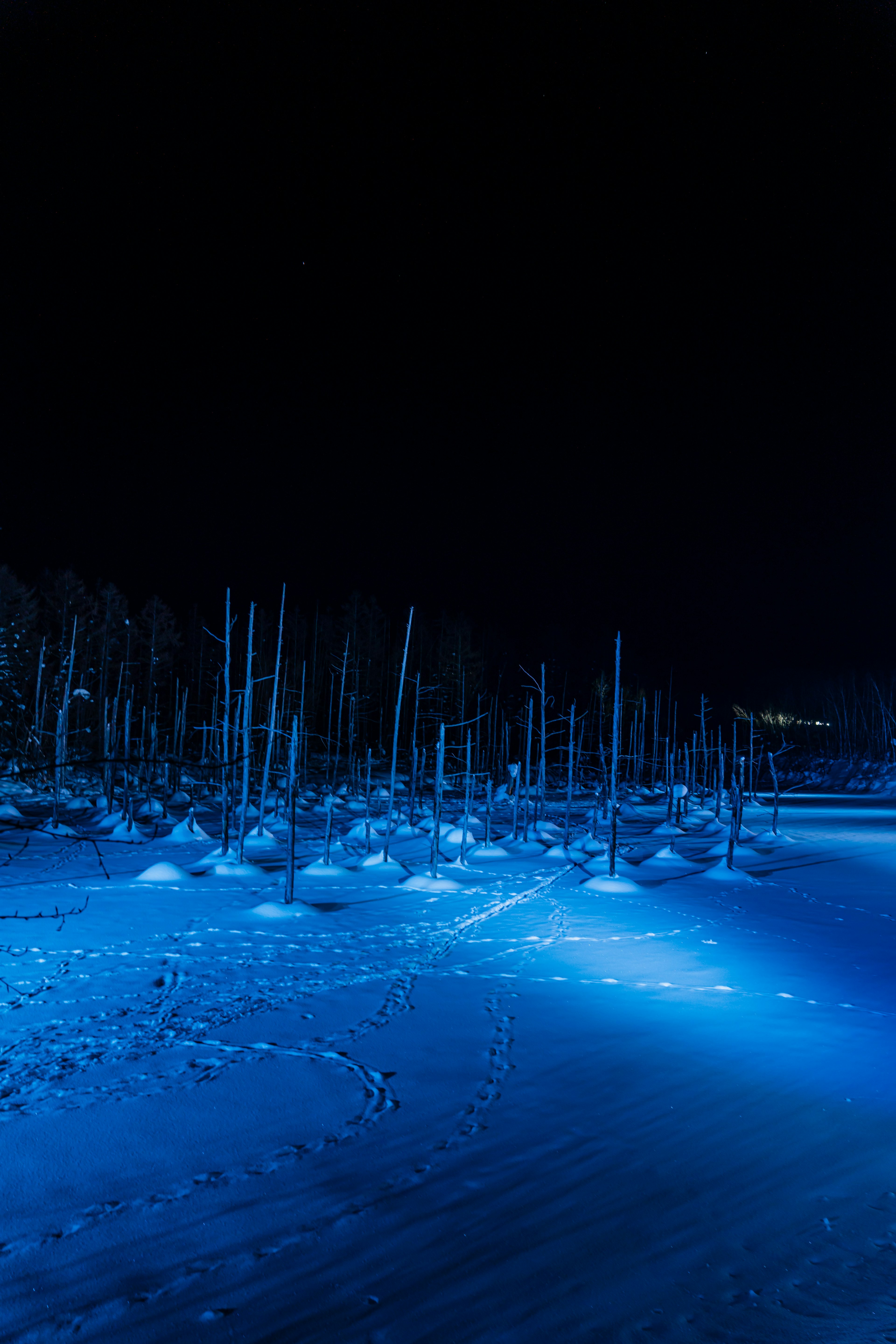 Trees and snow mounds illuminated by blue light in a dark environment