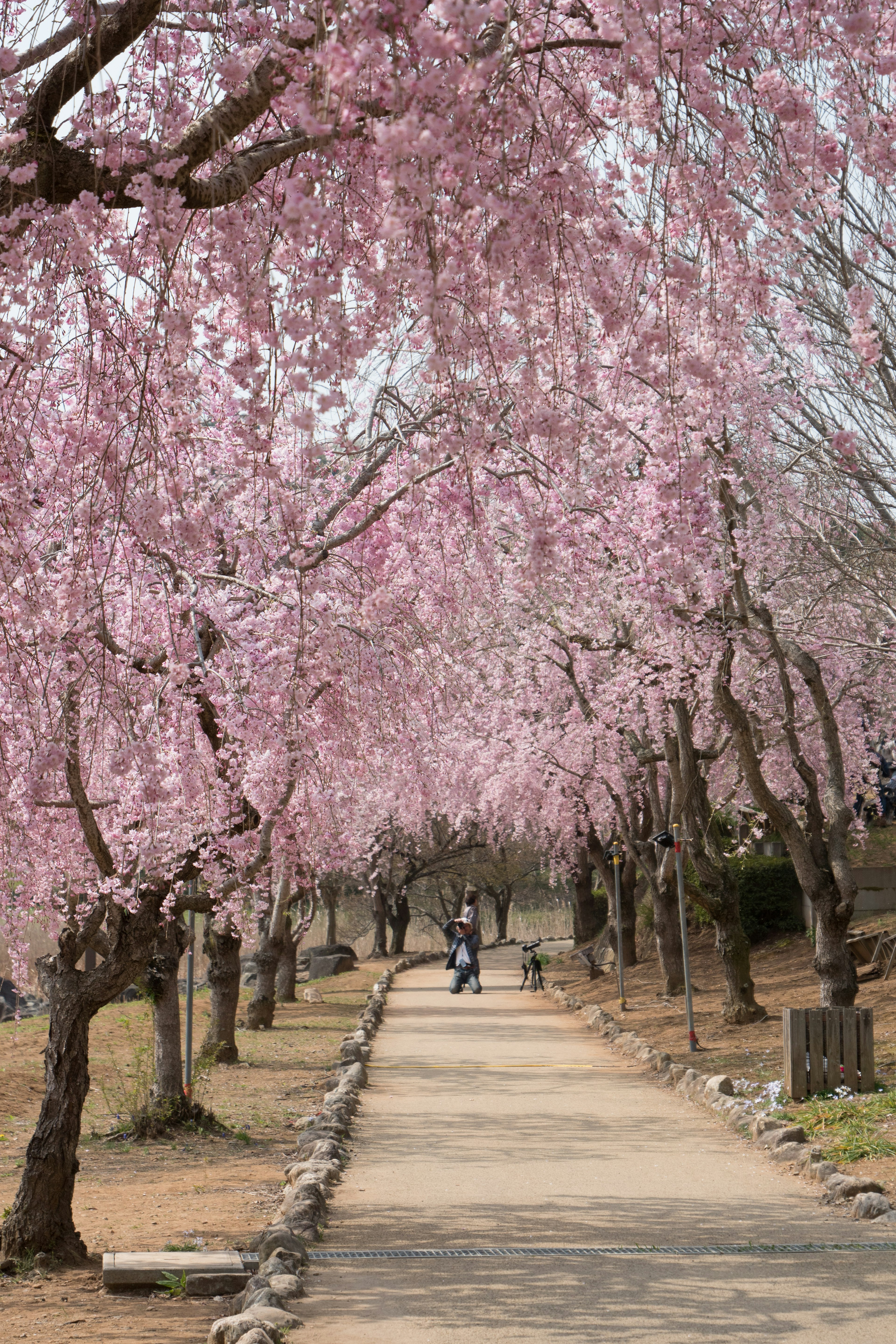 Jalan pemandangan yang dipenuhi pohon sakura yang mekar