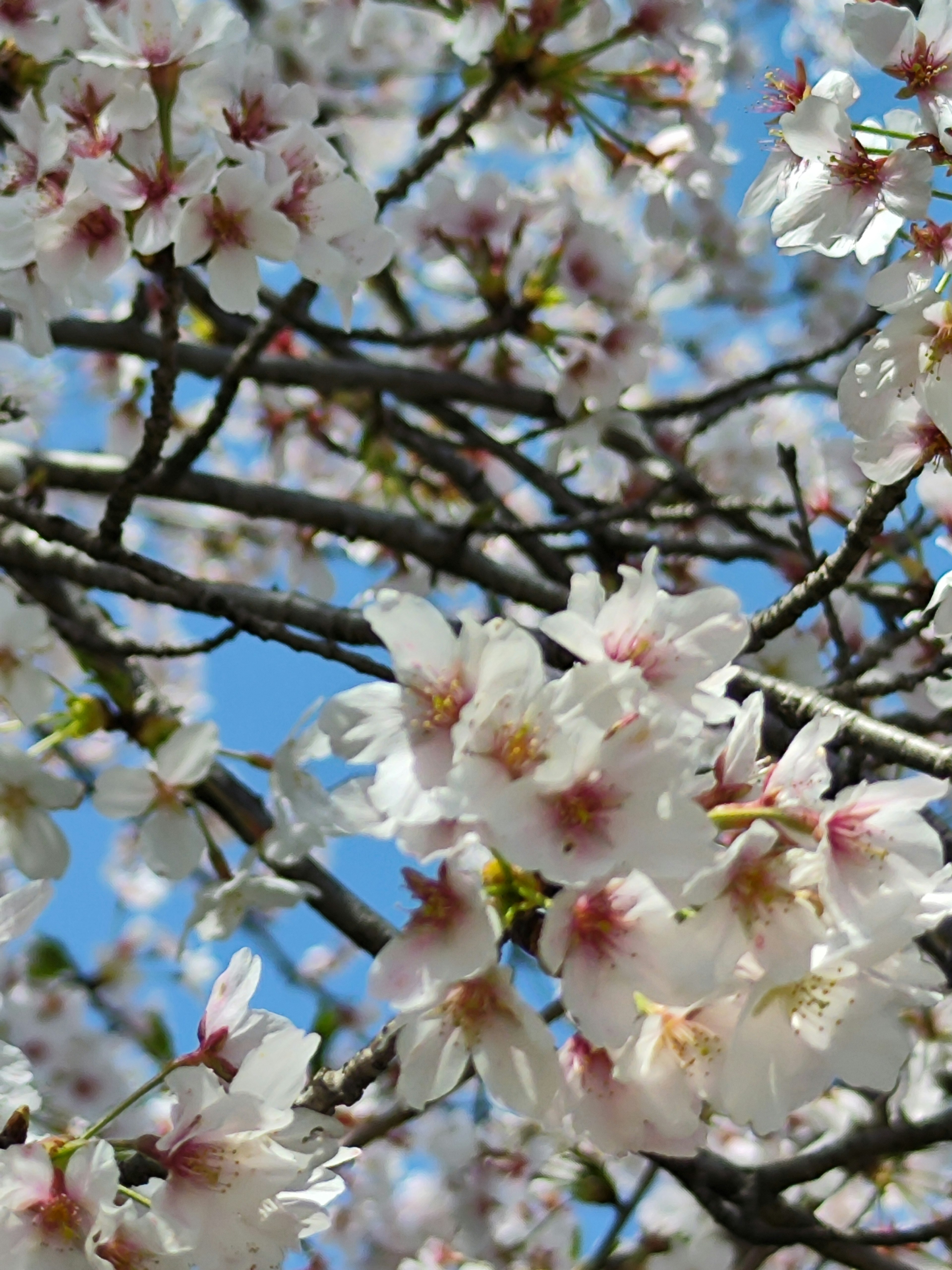 Acercamiento de flores de cerezo en ramas contra un cielo azul