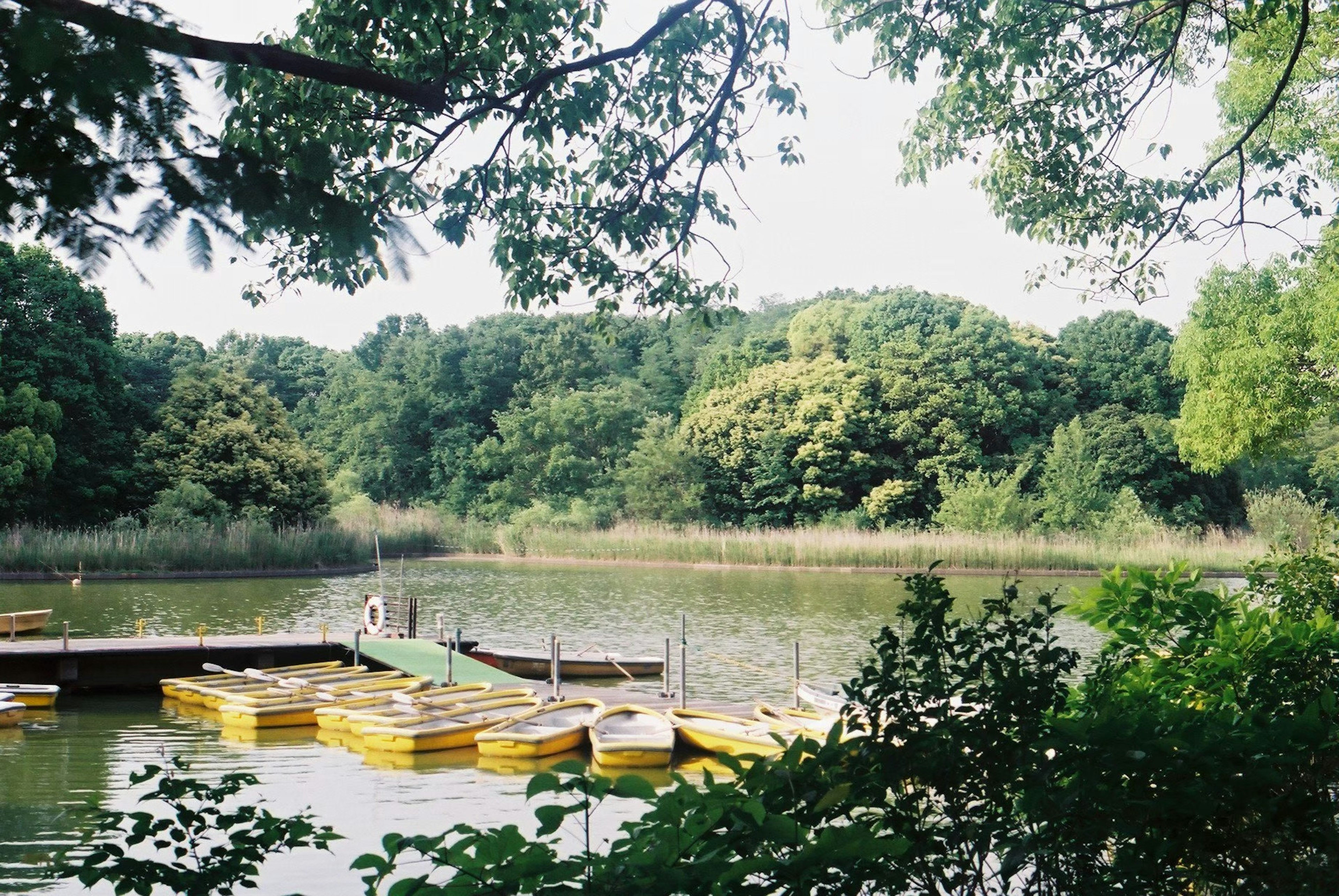 Gelbe Boote an einem ruhigen See, umgeben von üppigem Grün