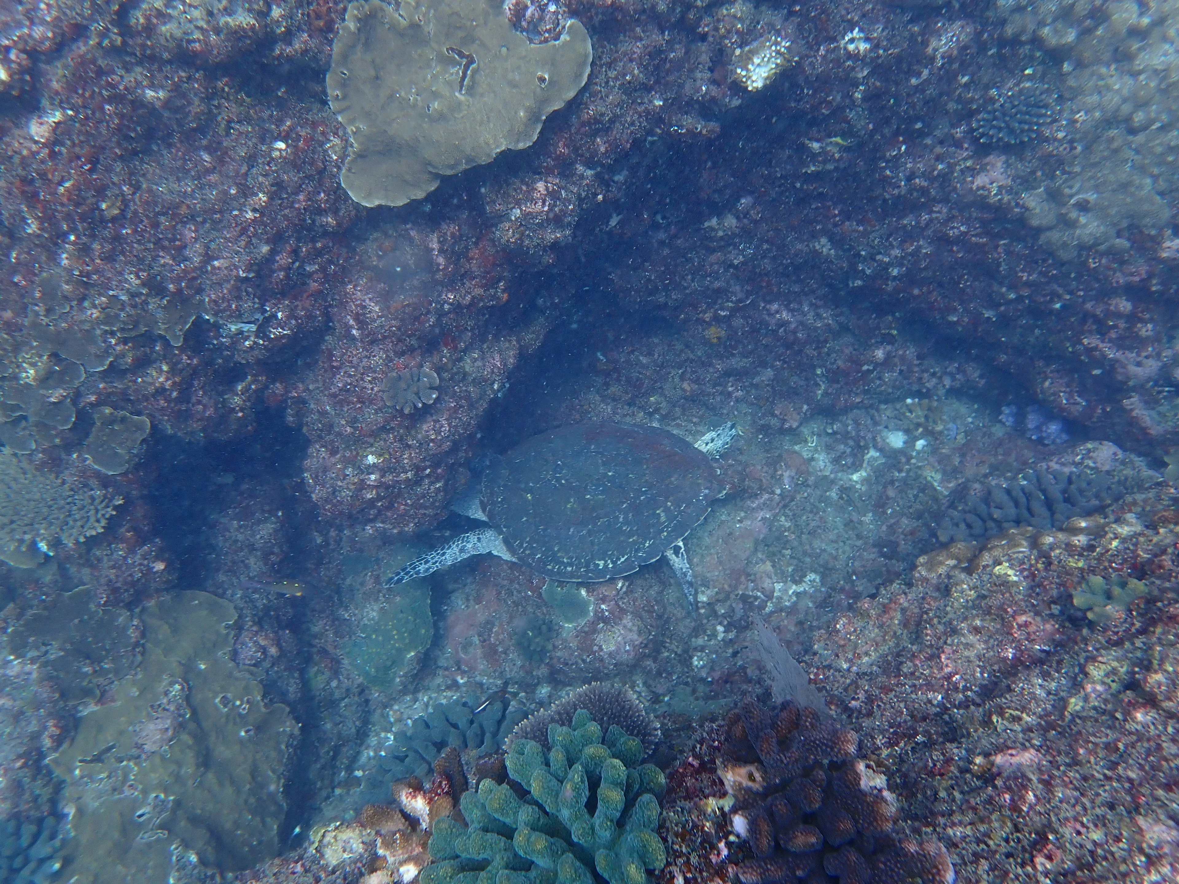 Fisch versteckt in einer felsigen Unterwasserumgebung mit bunten Korallen