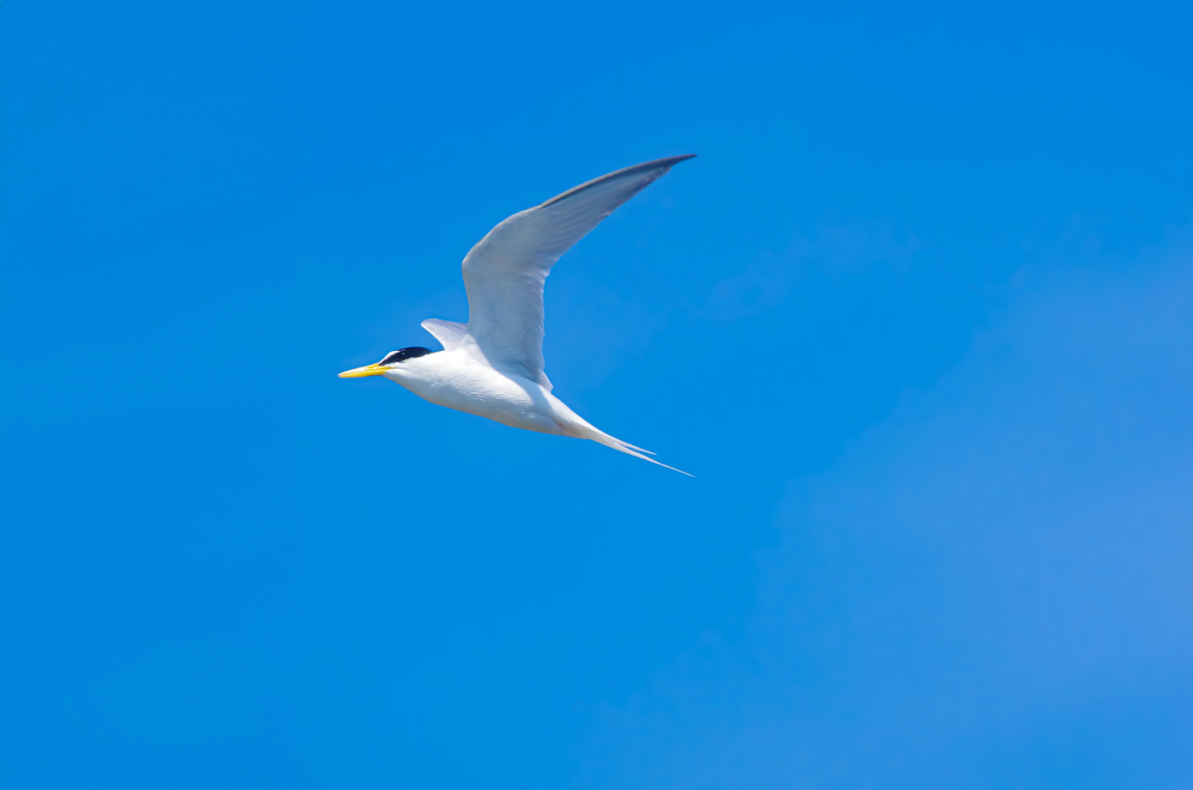 Seekor burung putih terbang di latar belakang langit biru