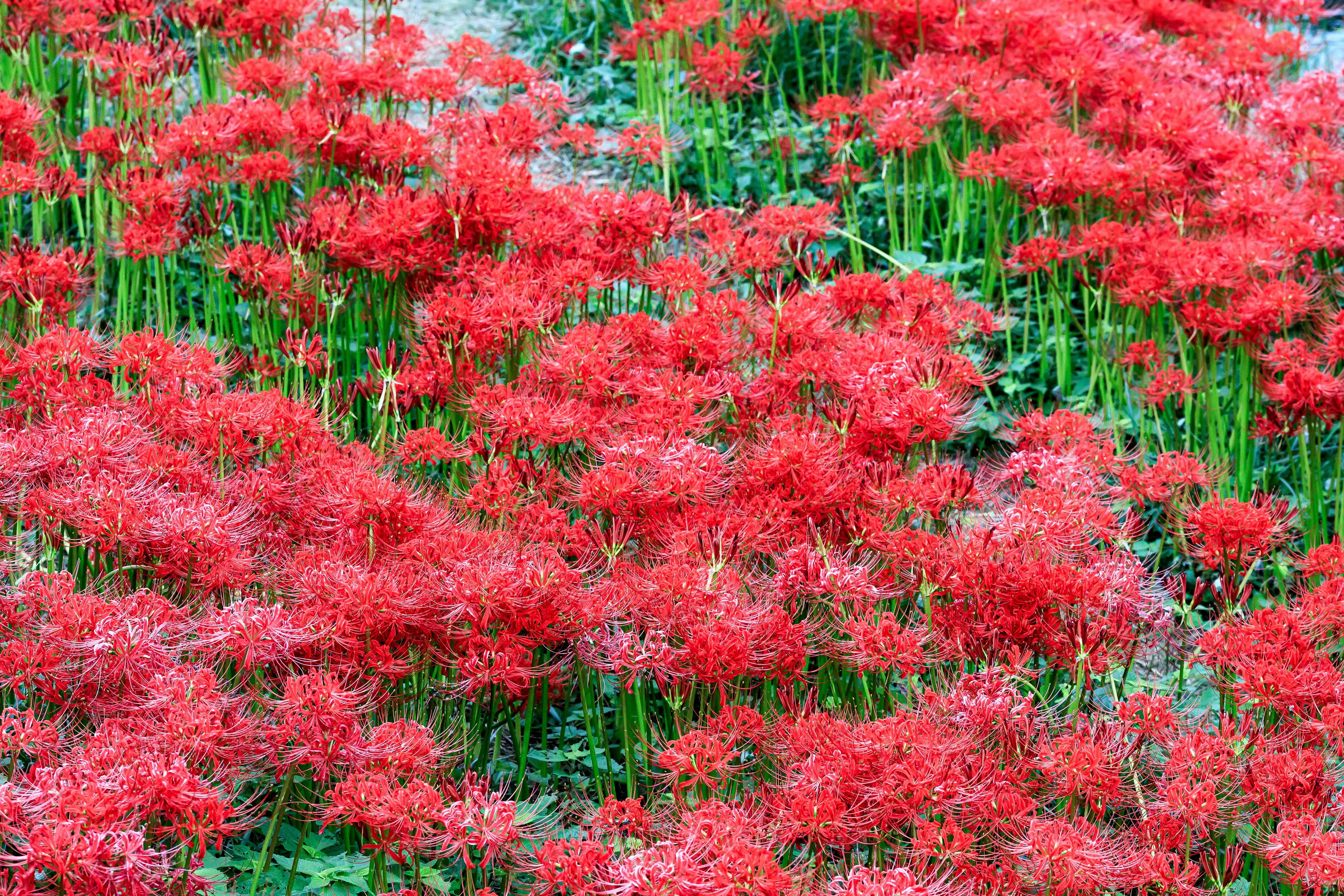 盛開的鮮豔紅色蜘蛛百合花叢