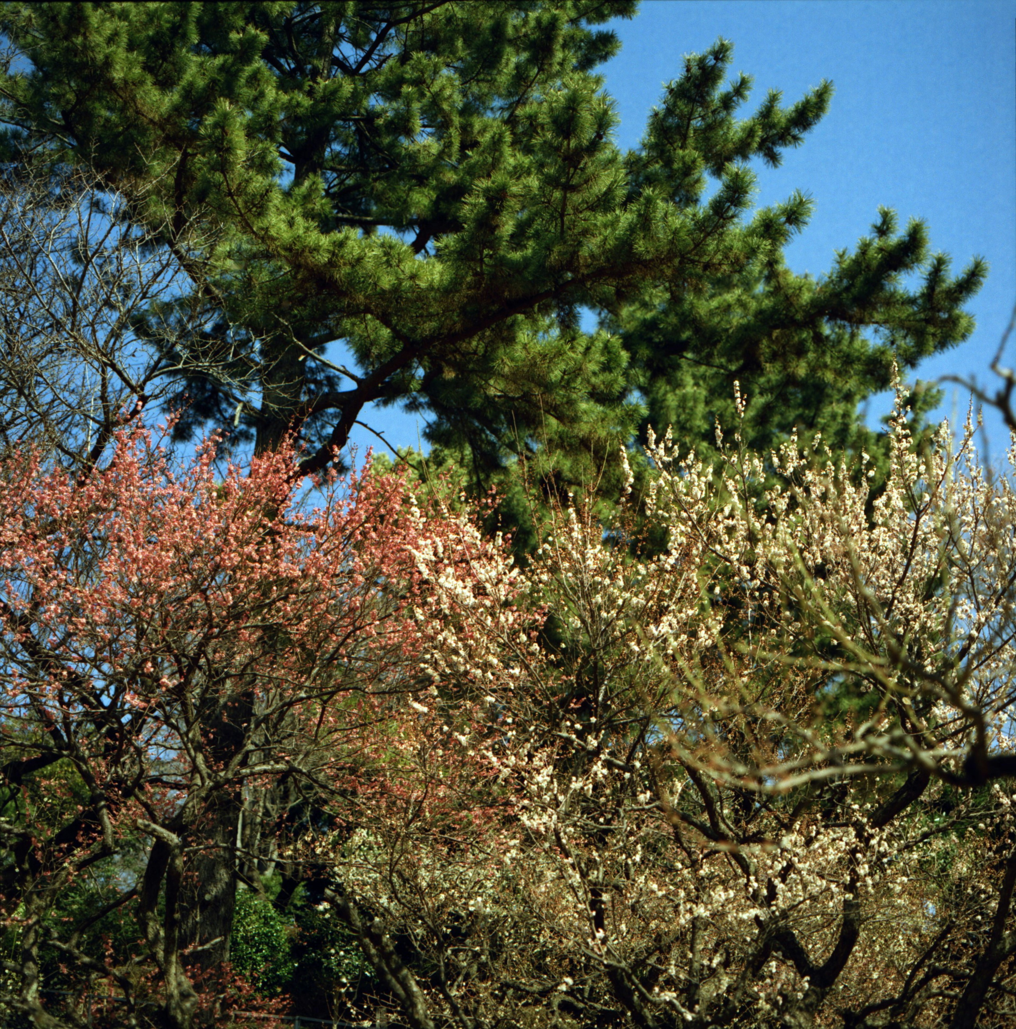 Pemandangan dengan bunga sakura dan prem di bawah langit biru