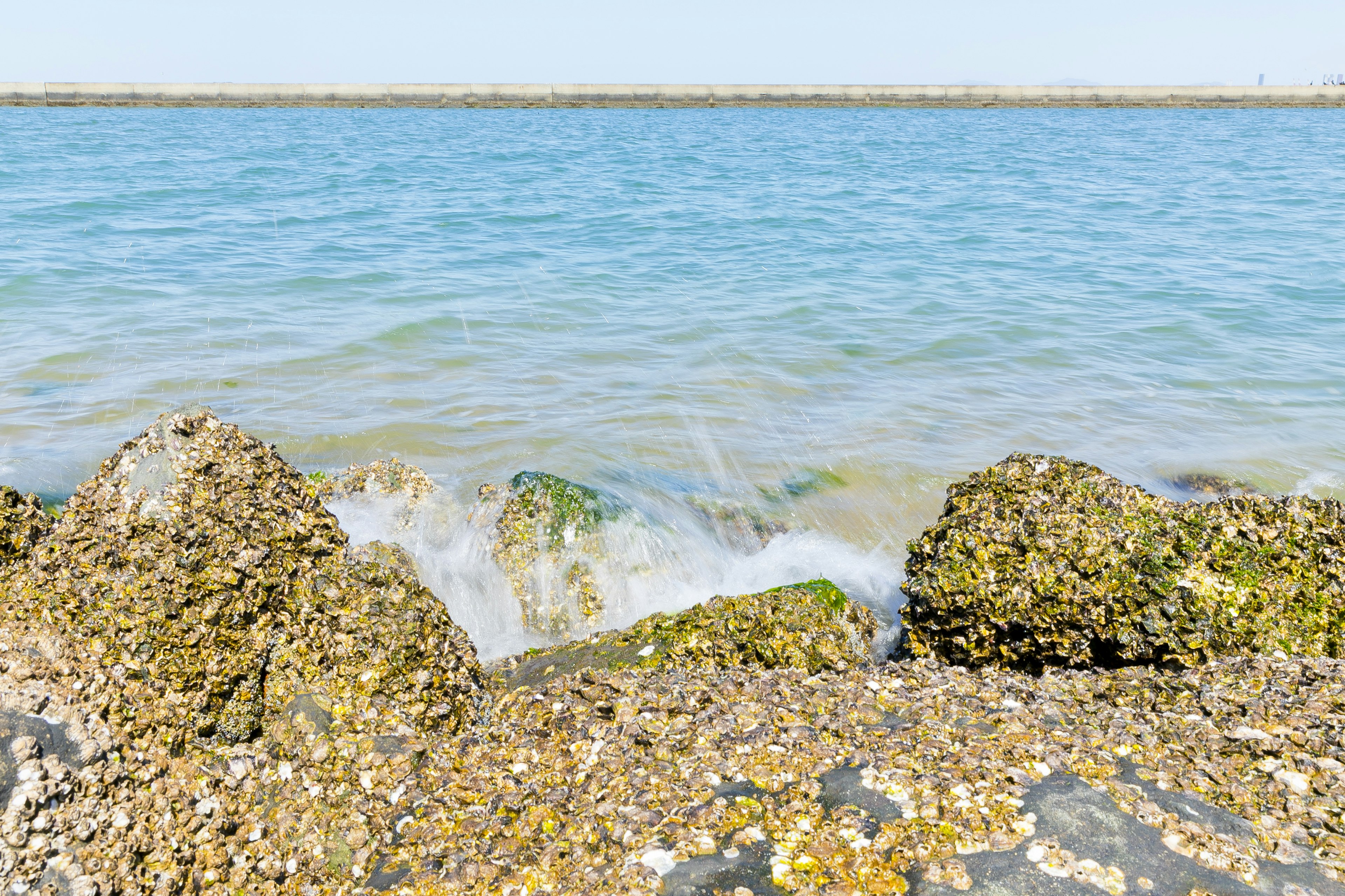 Imagen de rocas costeras y olas con agua azul y conchas visibles