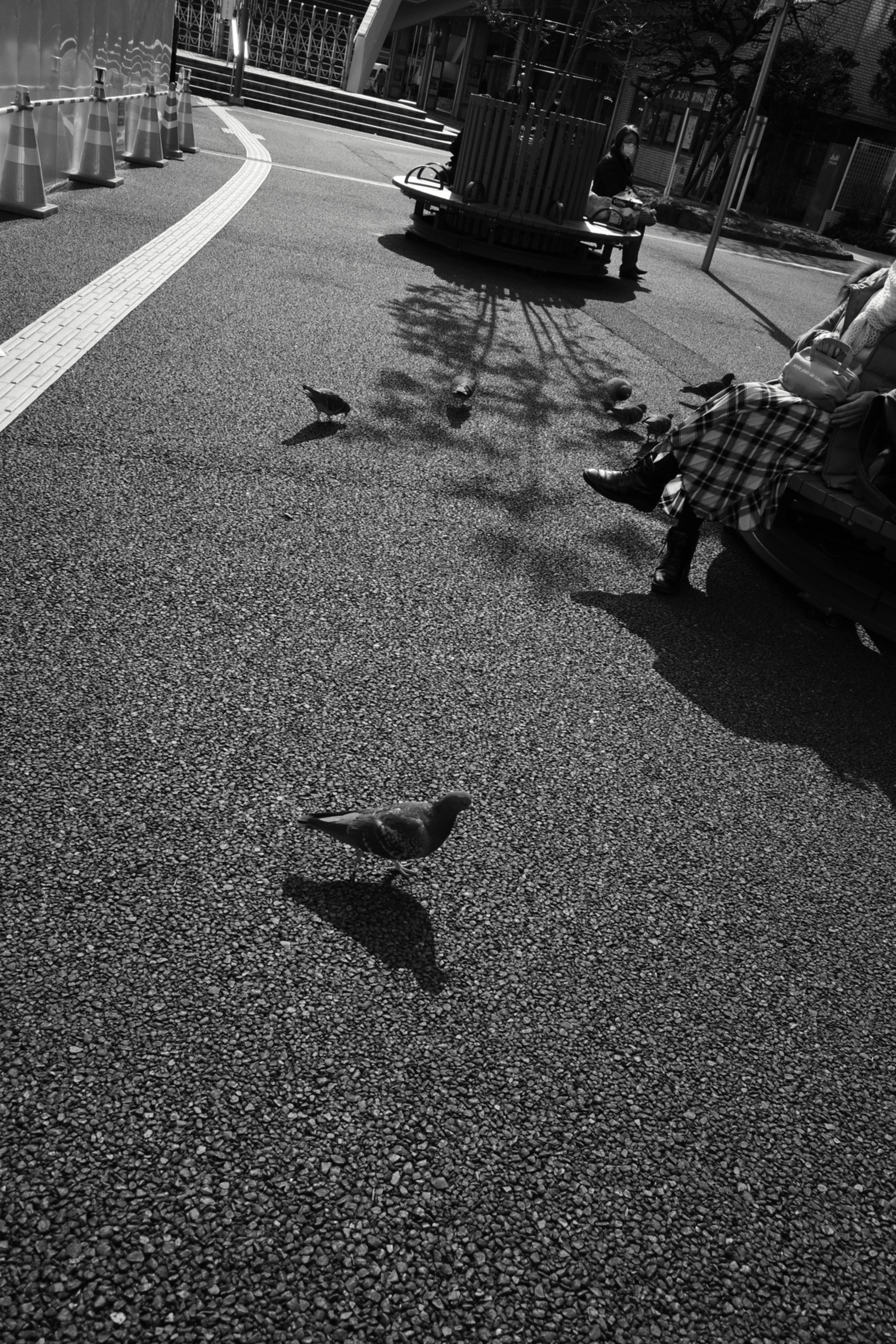 Image en noir et blanc d'un pigeon sur le sol avec des ombres