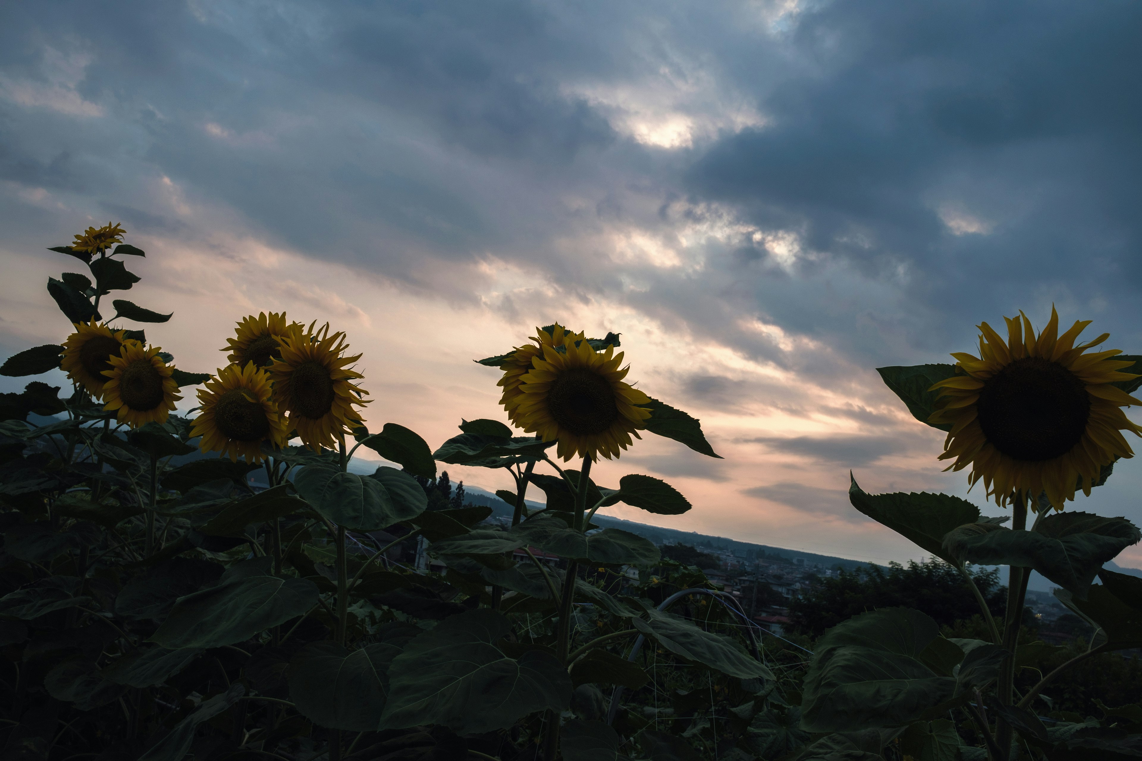 Un grupo de girasoles bajo un cielo crepuscular