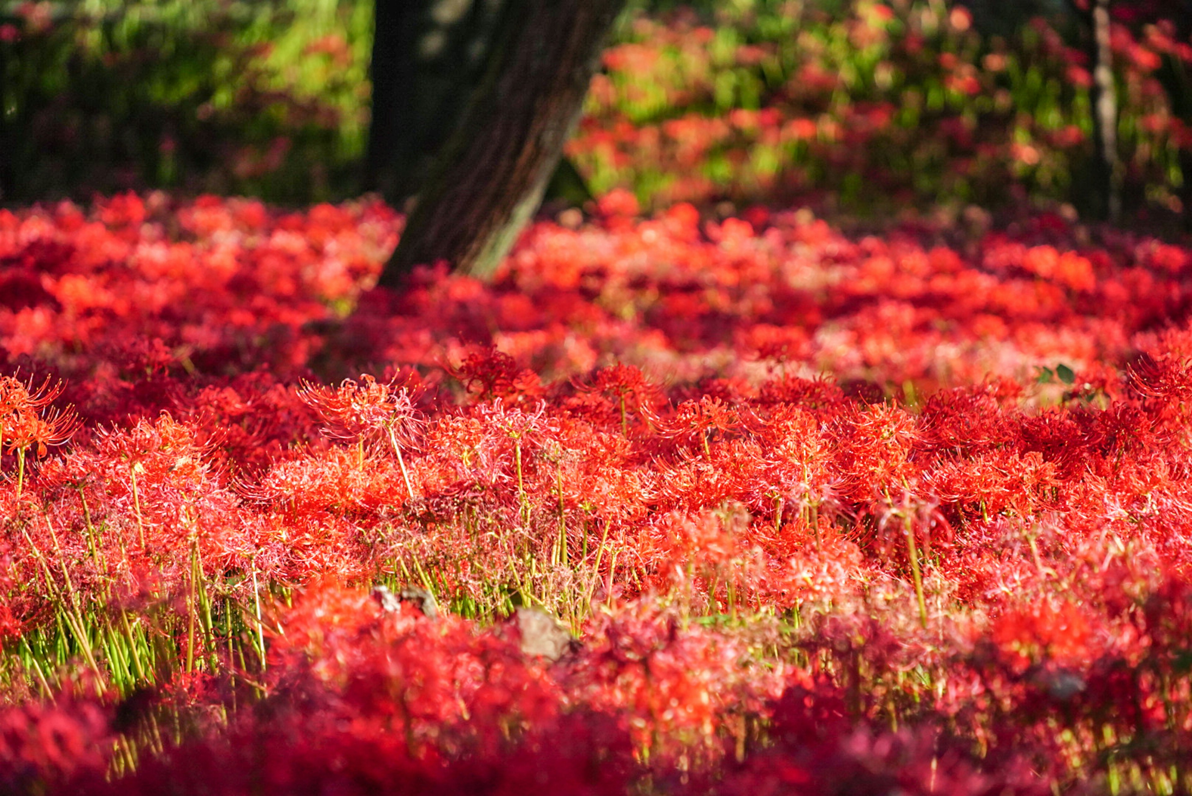 Champs vibrant de lys araignées rouges en fleurs