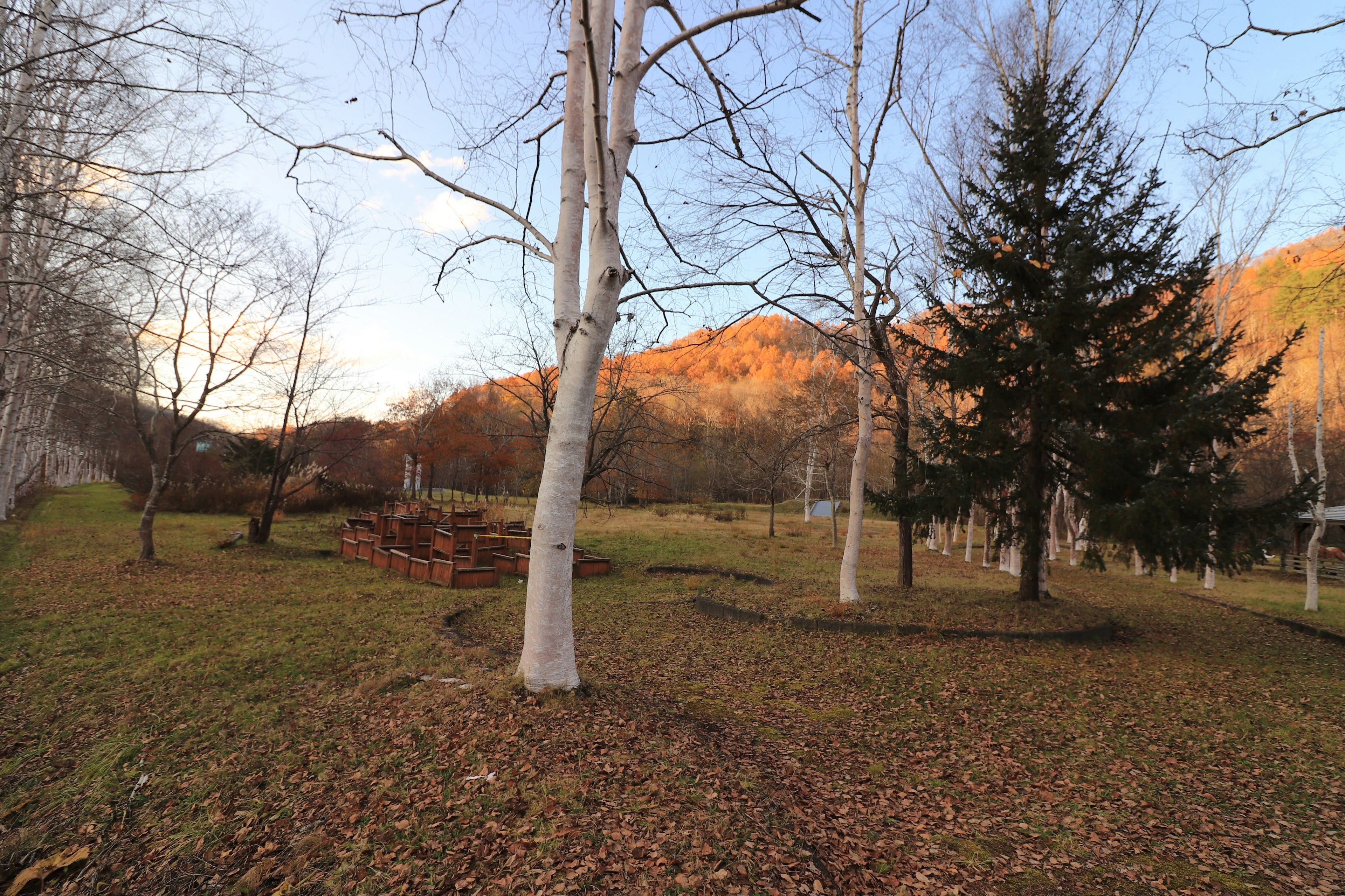 宁静的傍晚景色，白色树木和绿色草地，远处有山