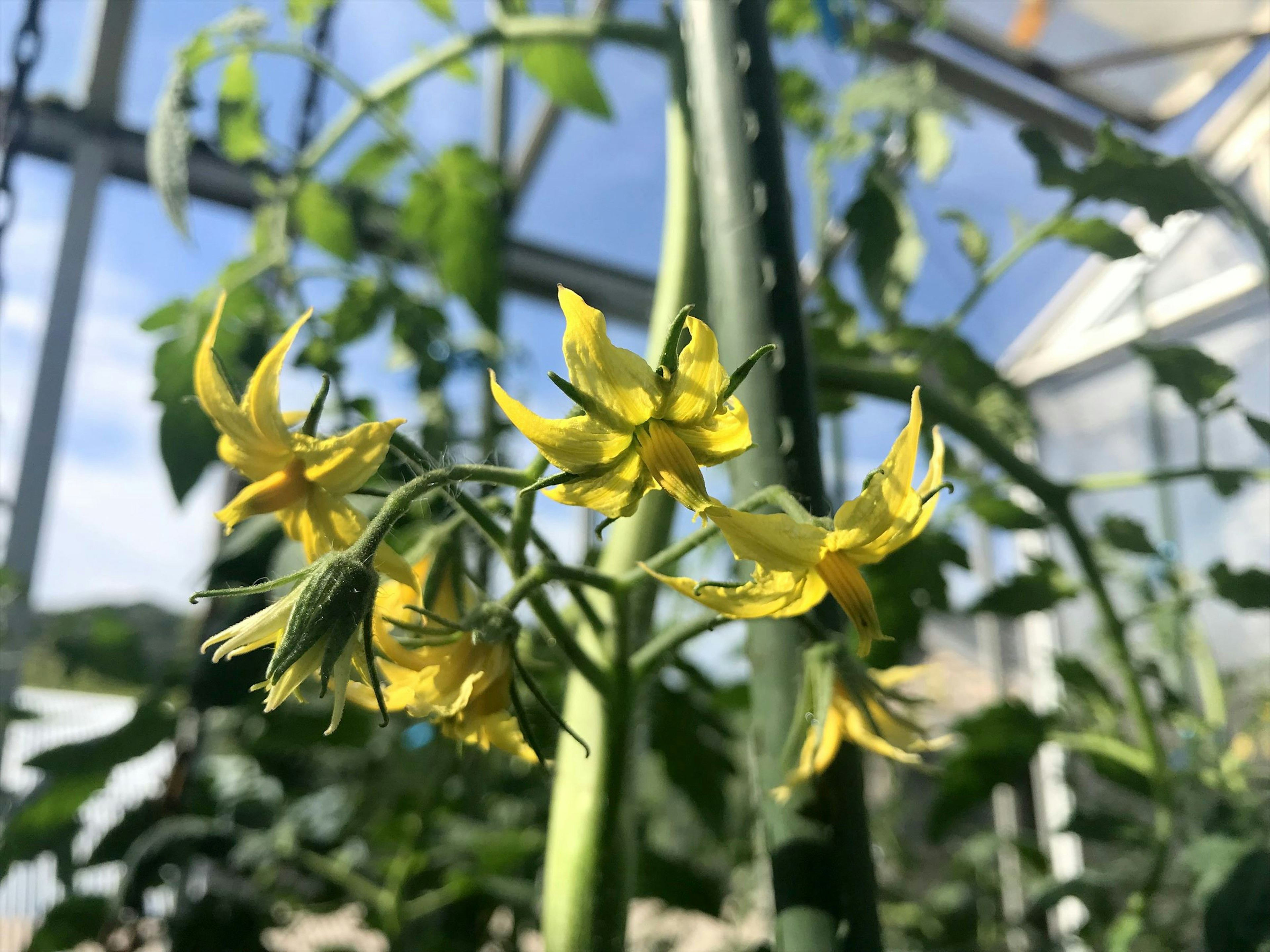 緑色のトマト植物に咲く鮮やかな黄色の花