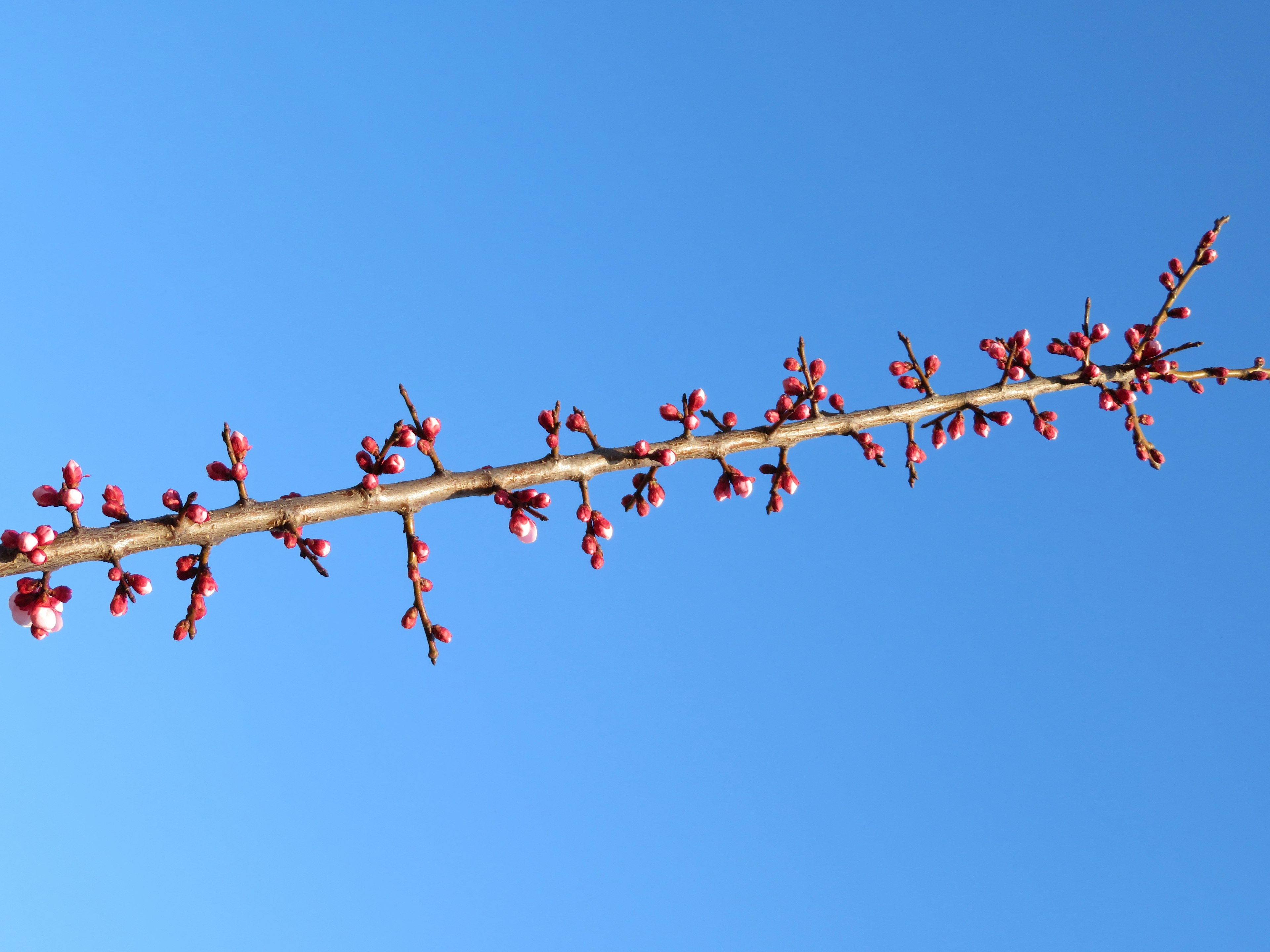 Una rama con flores rosas contra un cielo azul