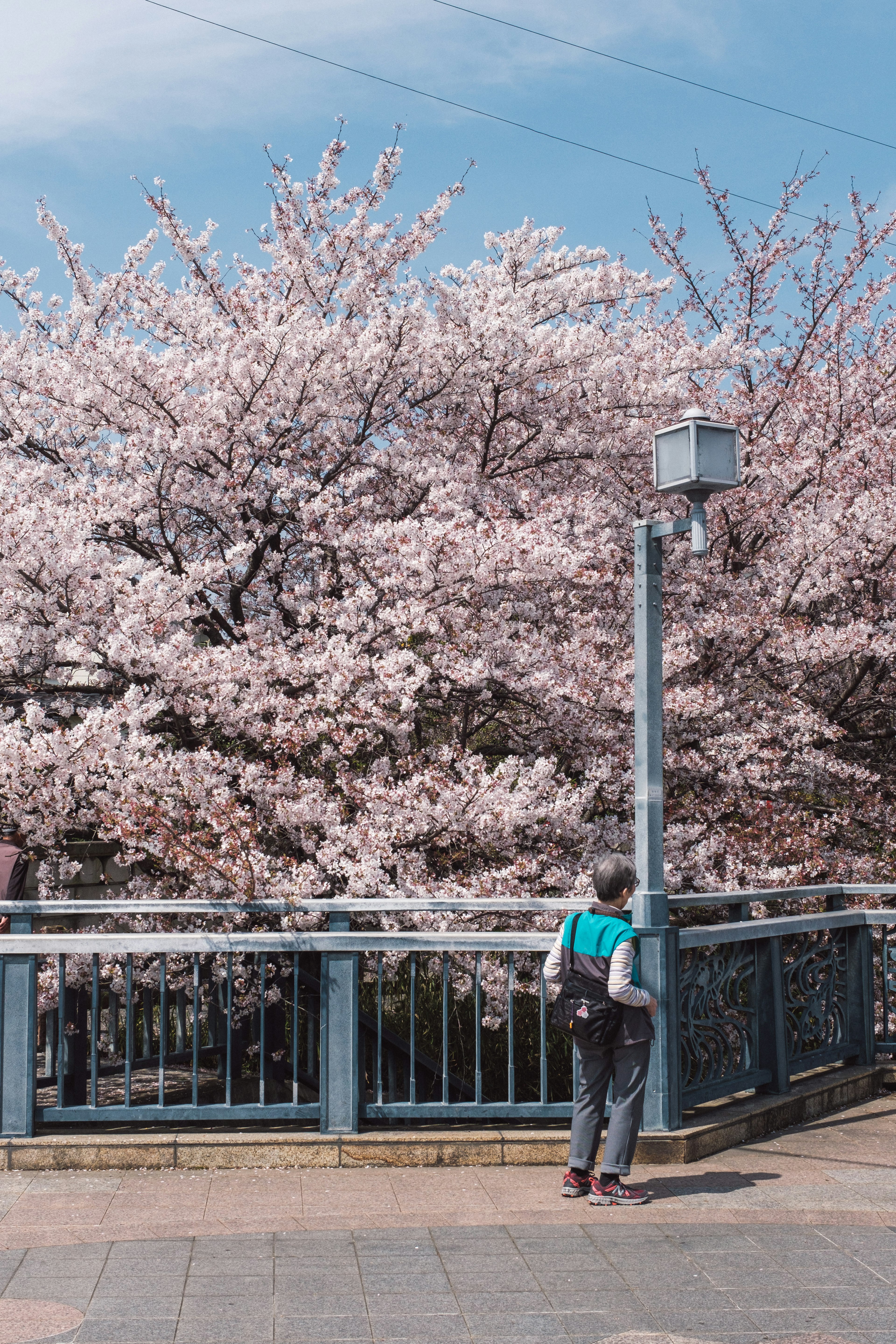 桜の花が咲いている橋の近くで立っている人