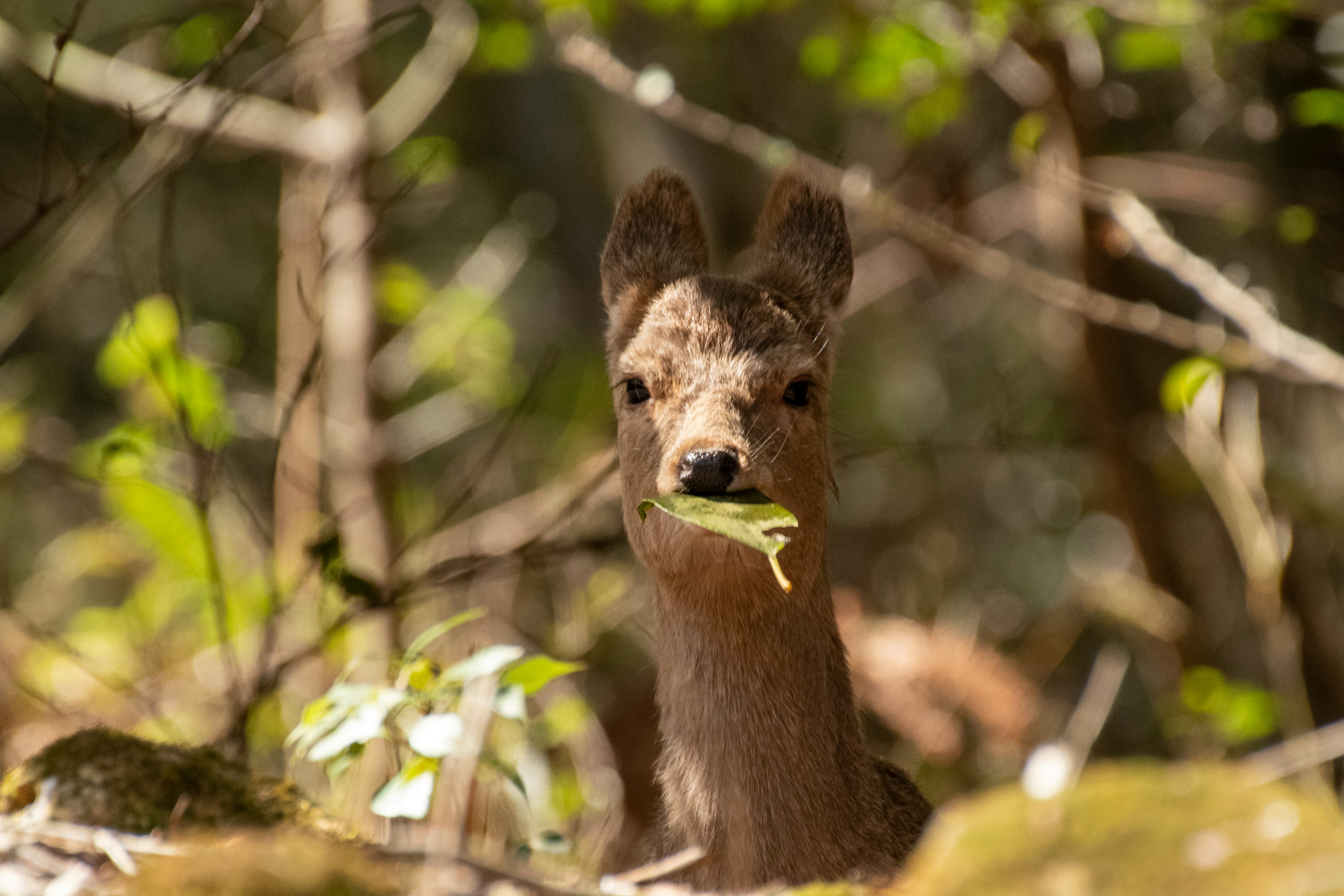 Seekor rusa kecil memegang daun di mulutnya di lingkungan hutan