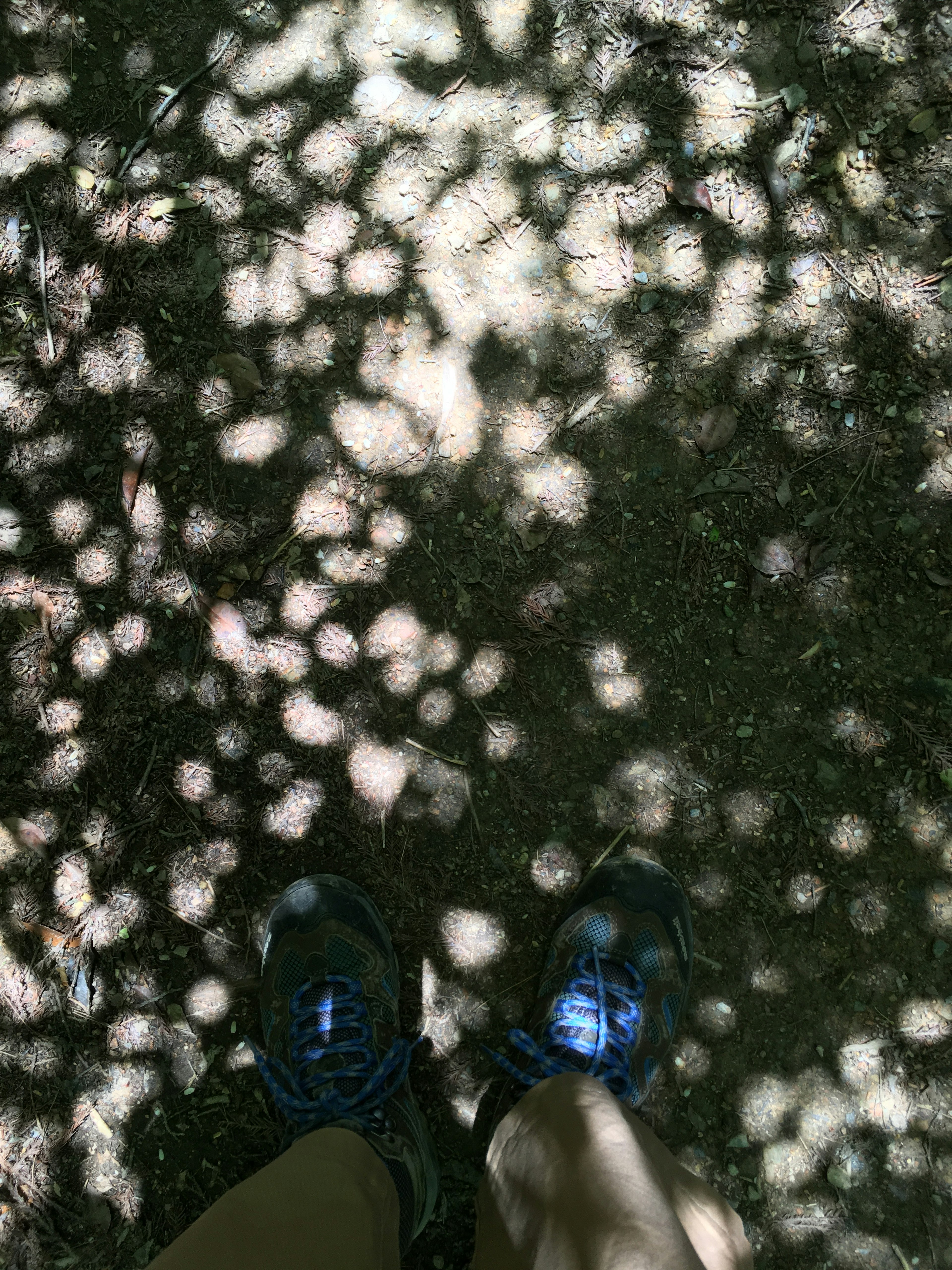 Sunlight filtering through leaves creating dappled patterns on the ground with shoes in view