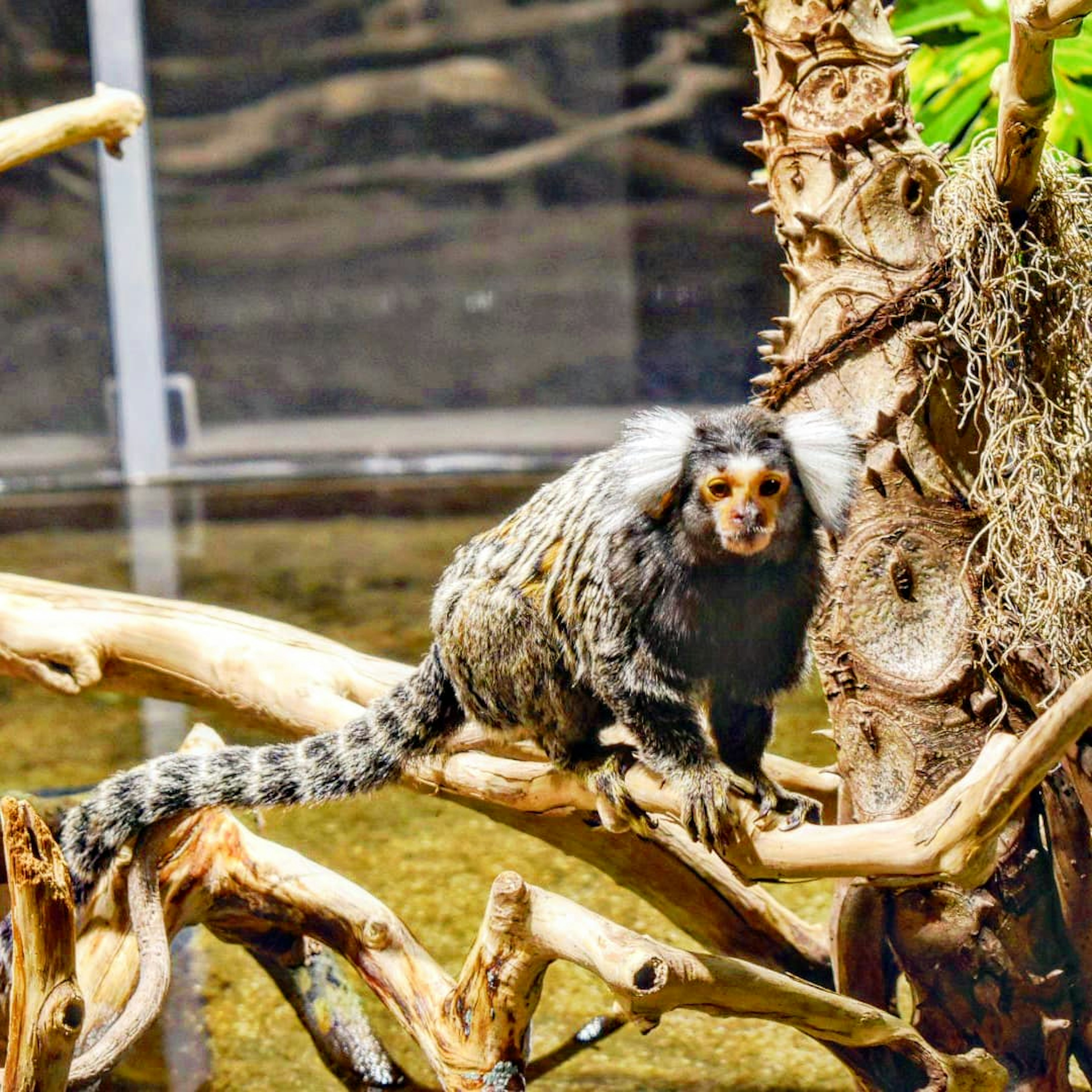 A monkey-like animal sitting on a branch with fluffy ears and a striped tail