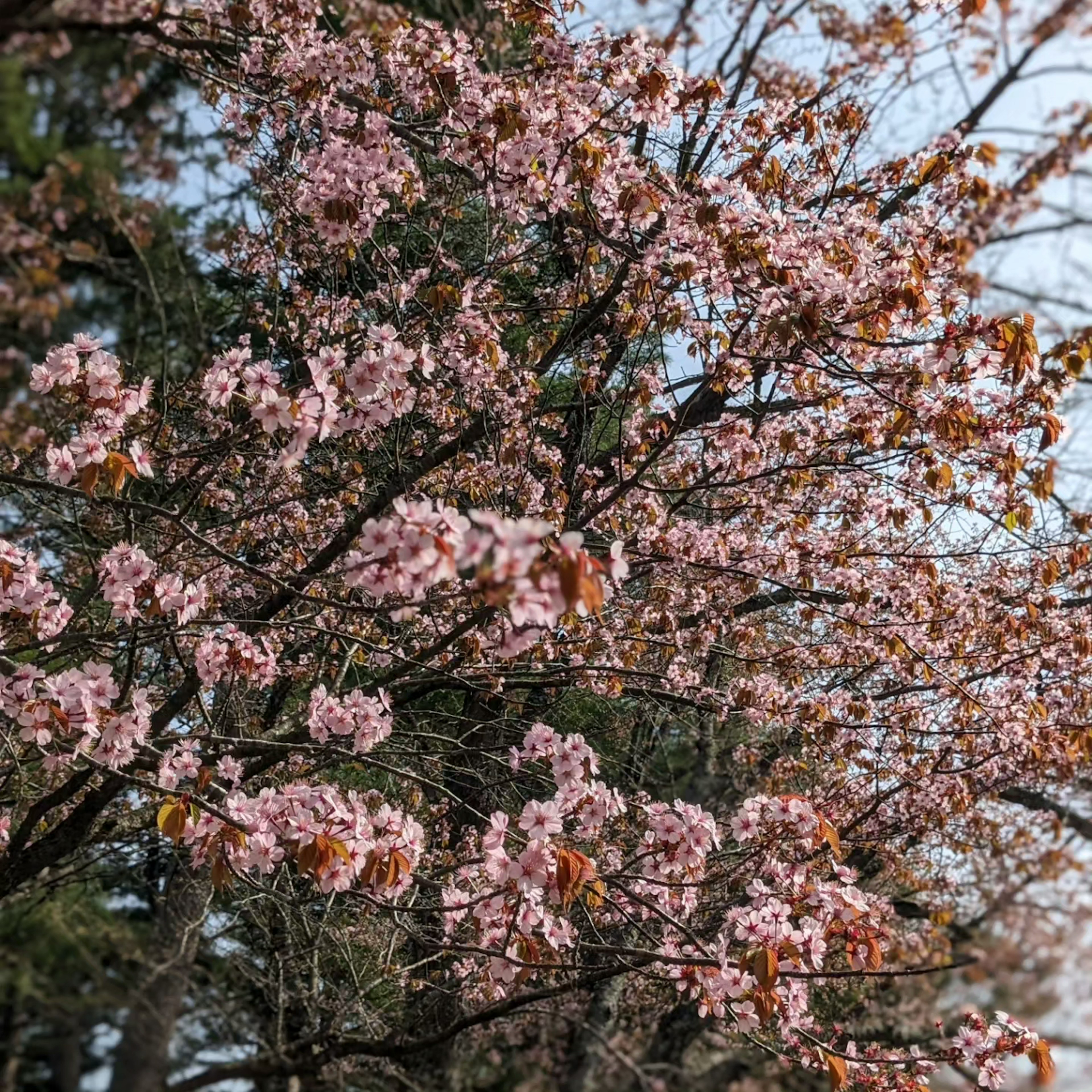 Branches de cerisiers en fleurs sous un ciel bleu