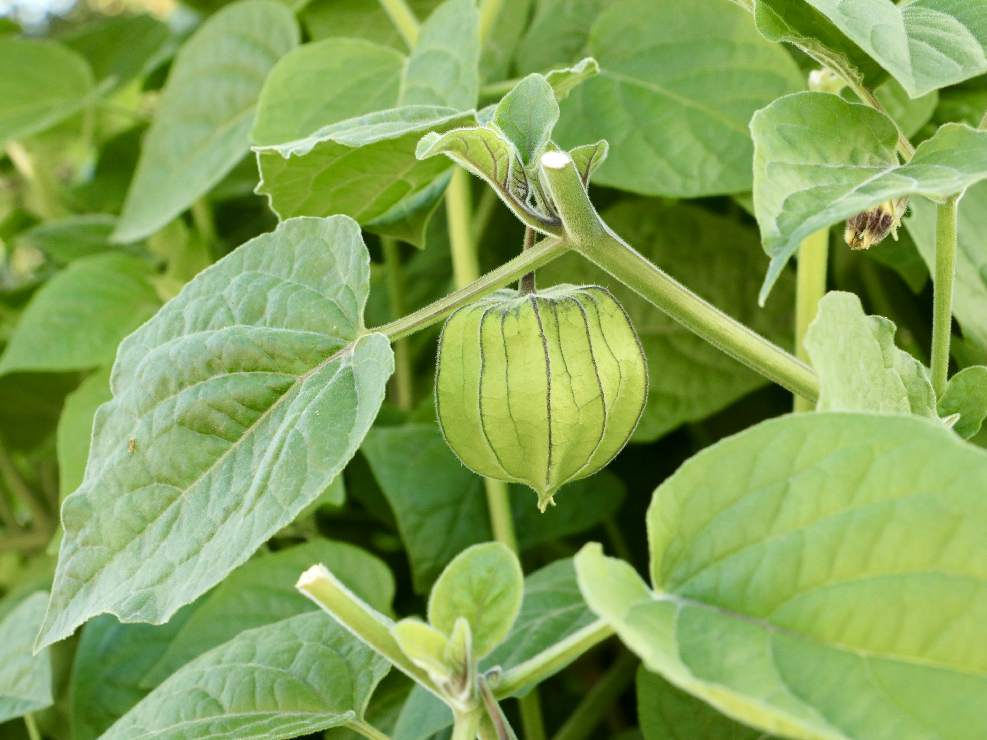 Buah hijau yang mirip tomat tergantung di antara daun hijau subur