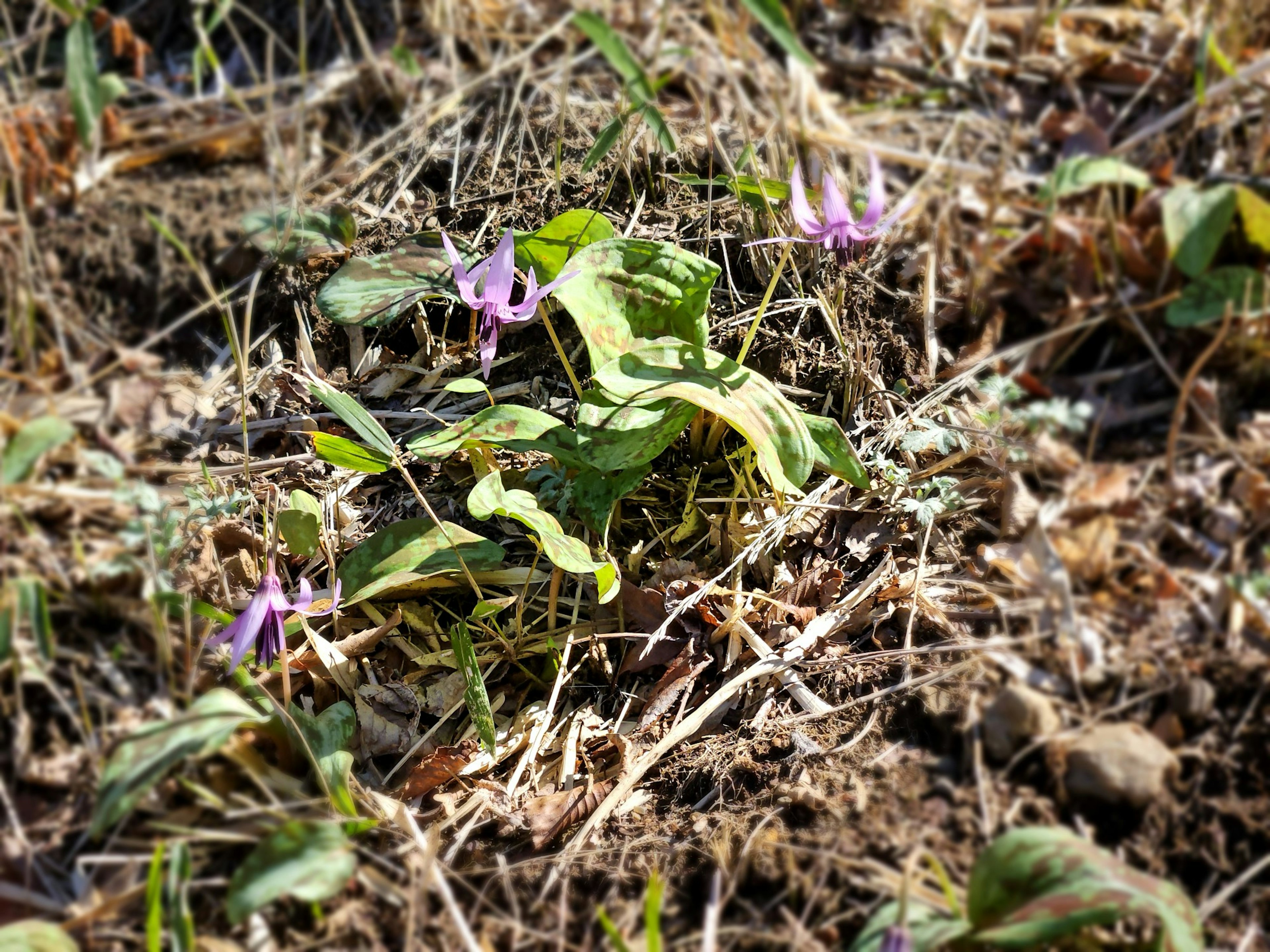 Grupo de plantas con flores moradas en un campo