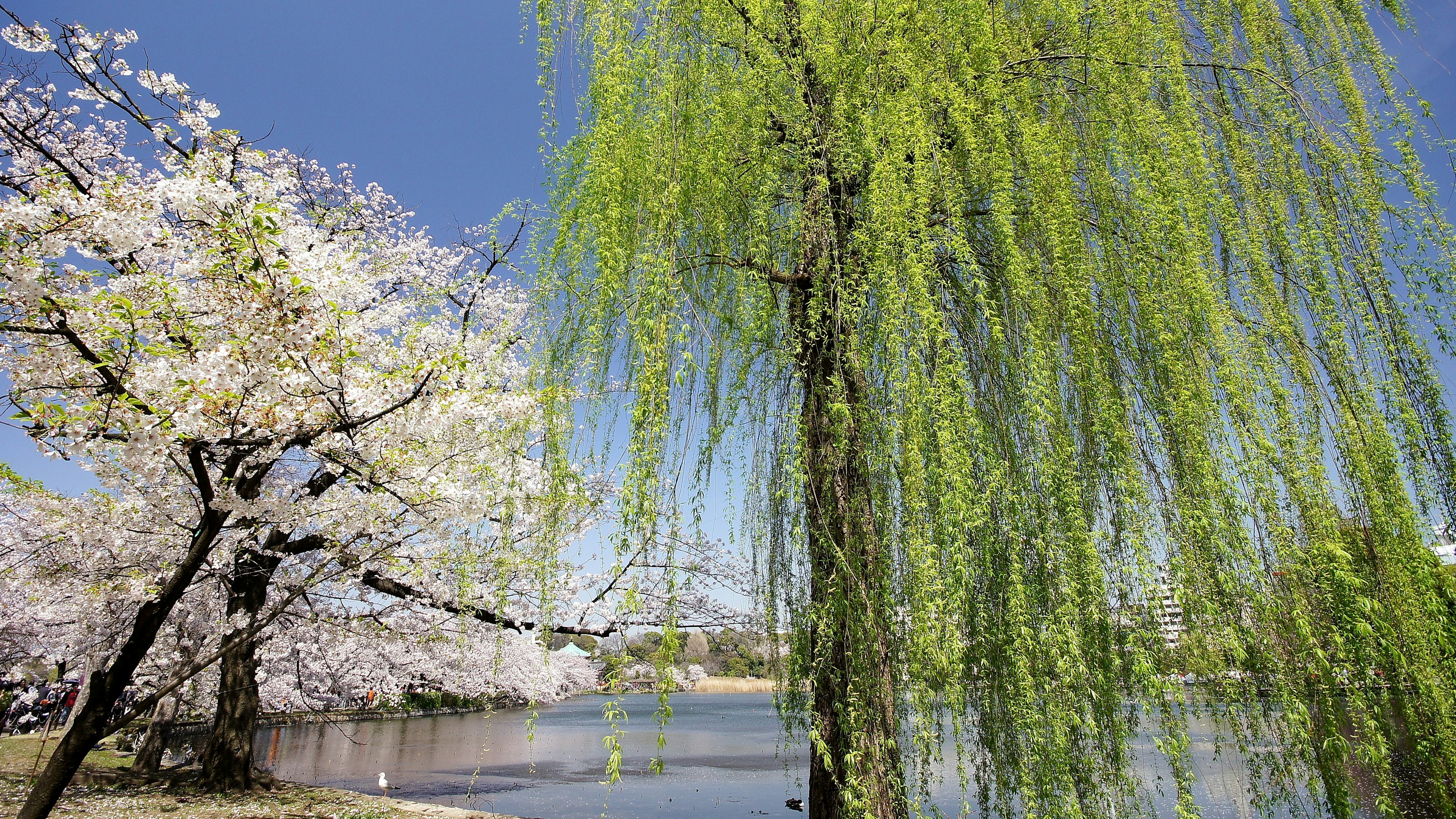 桜の木と緑の柳が水辺に映える美しい風景