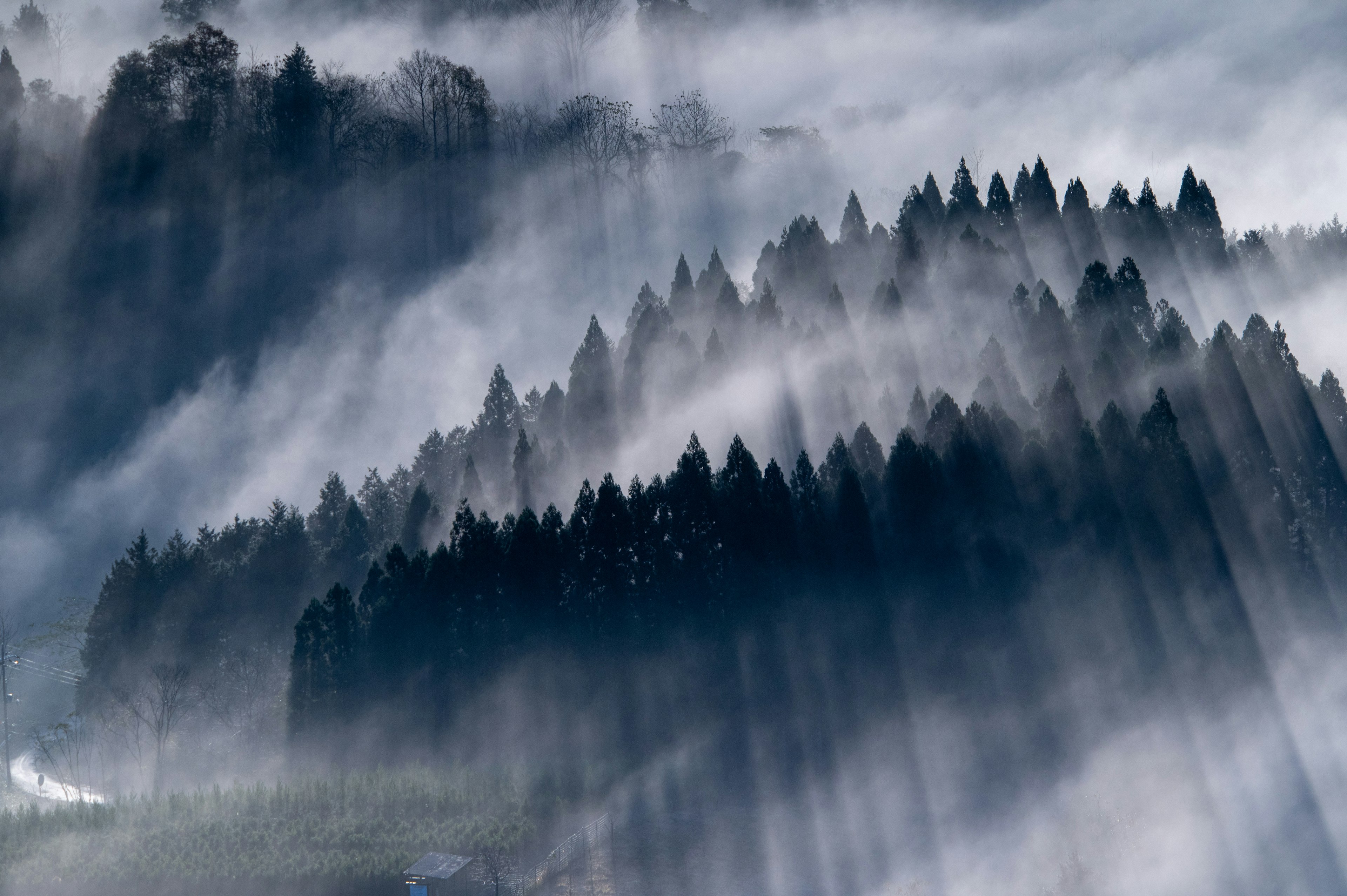 Nebliger Wald mit Lichtstrahlen, die durch die Bäume scheinen