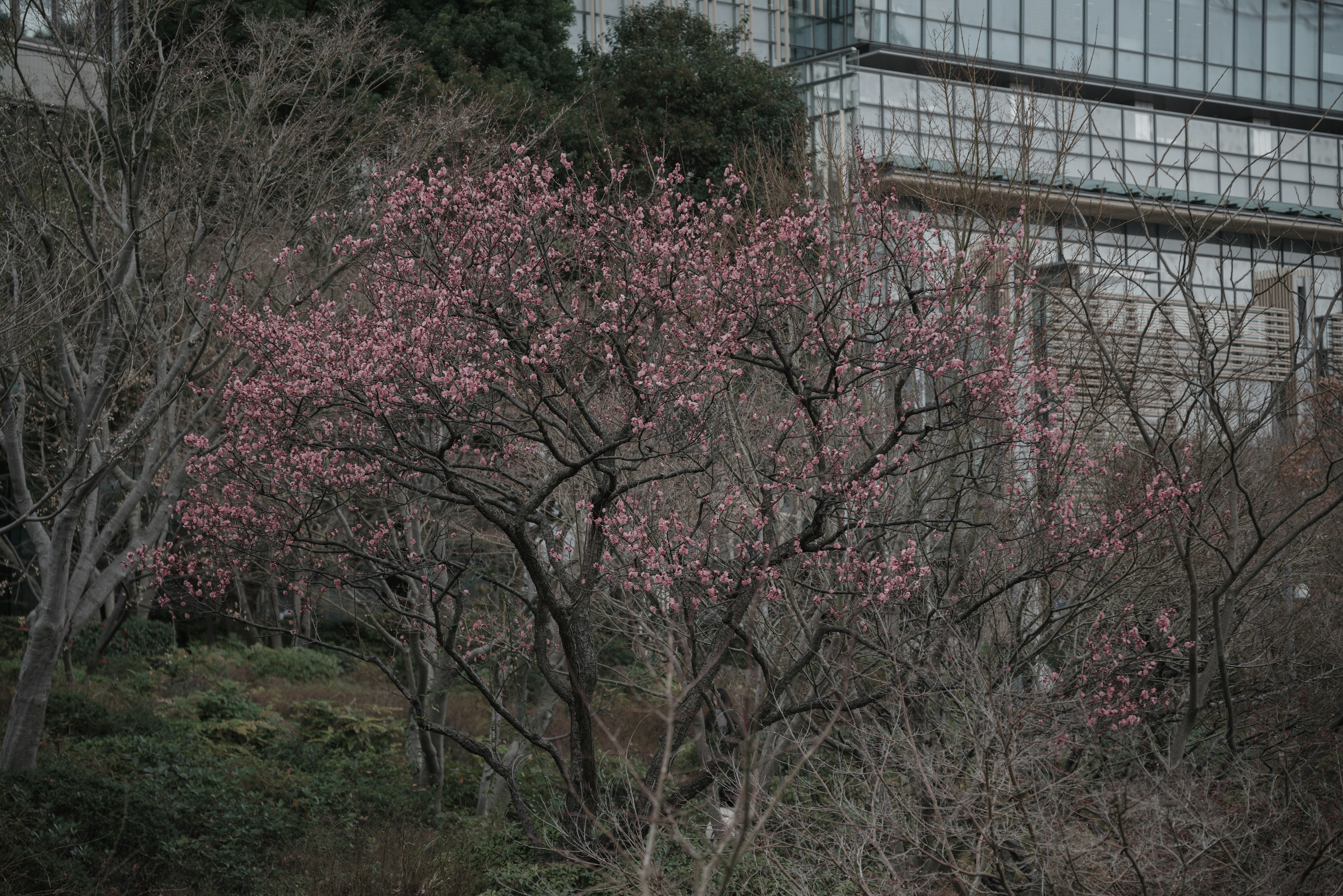 淡いピンクの花が咲く木と近代的なビルの背景