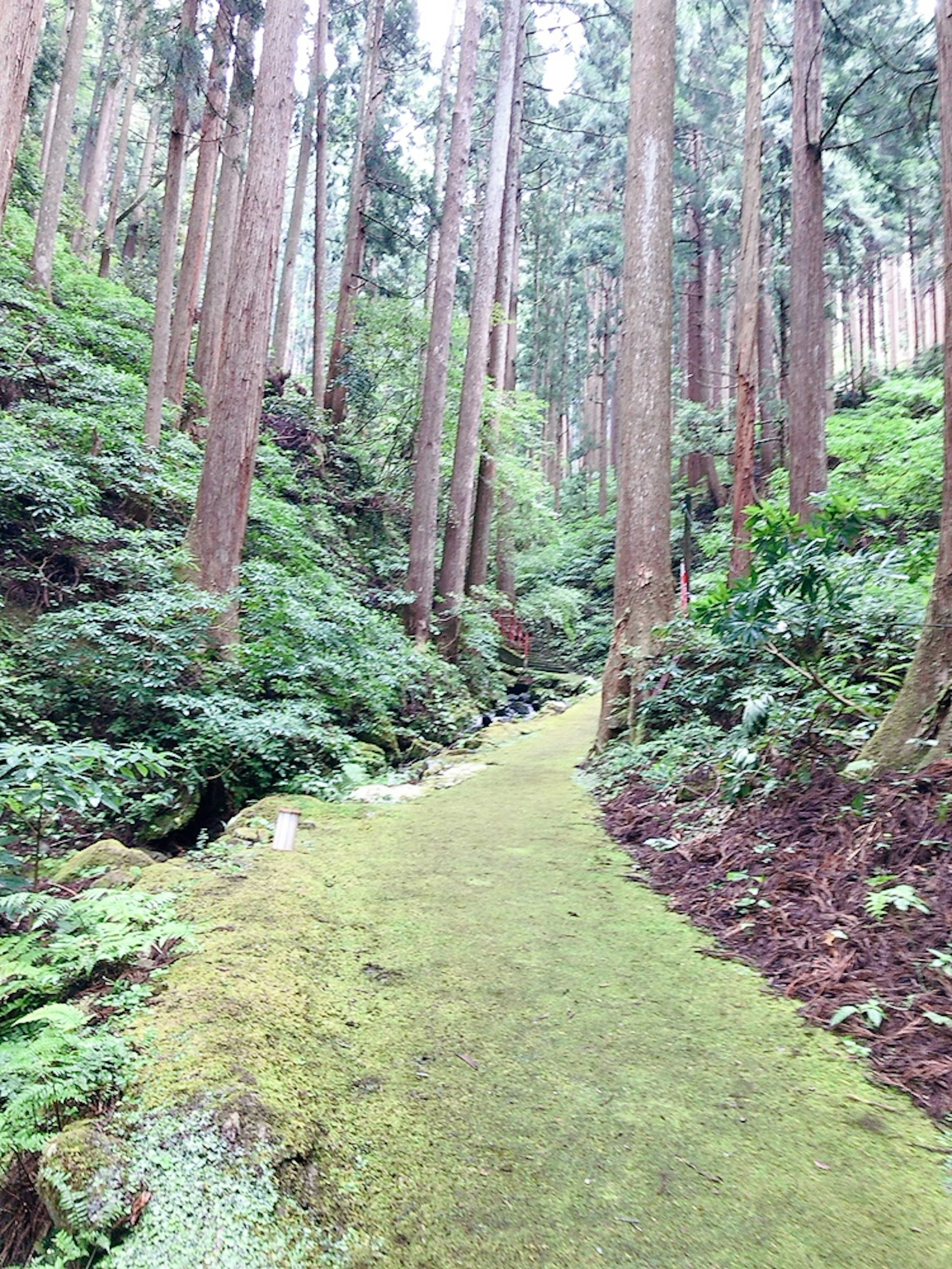 Sendero forestal cubierto de musgo verde con árboles altos a los lados