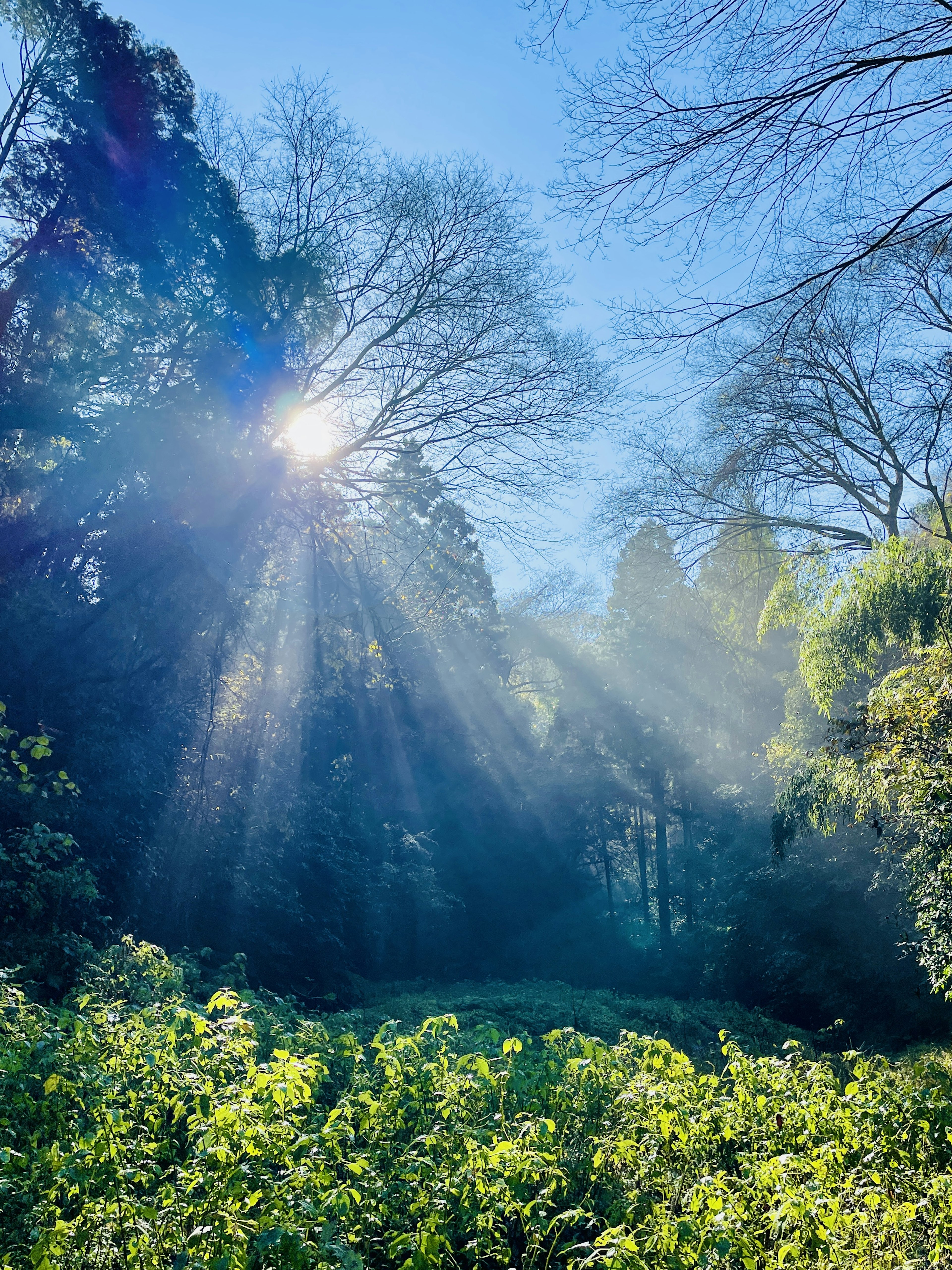 Luce del sole che filtra tra gli alberi in un paesaggio sereno