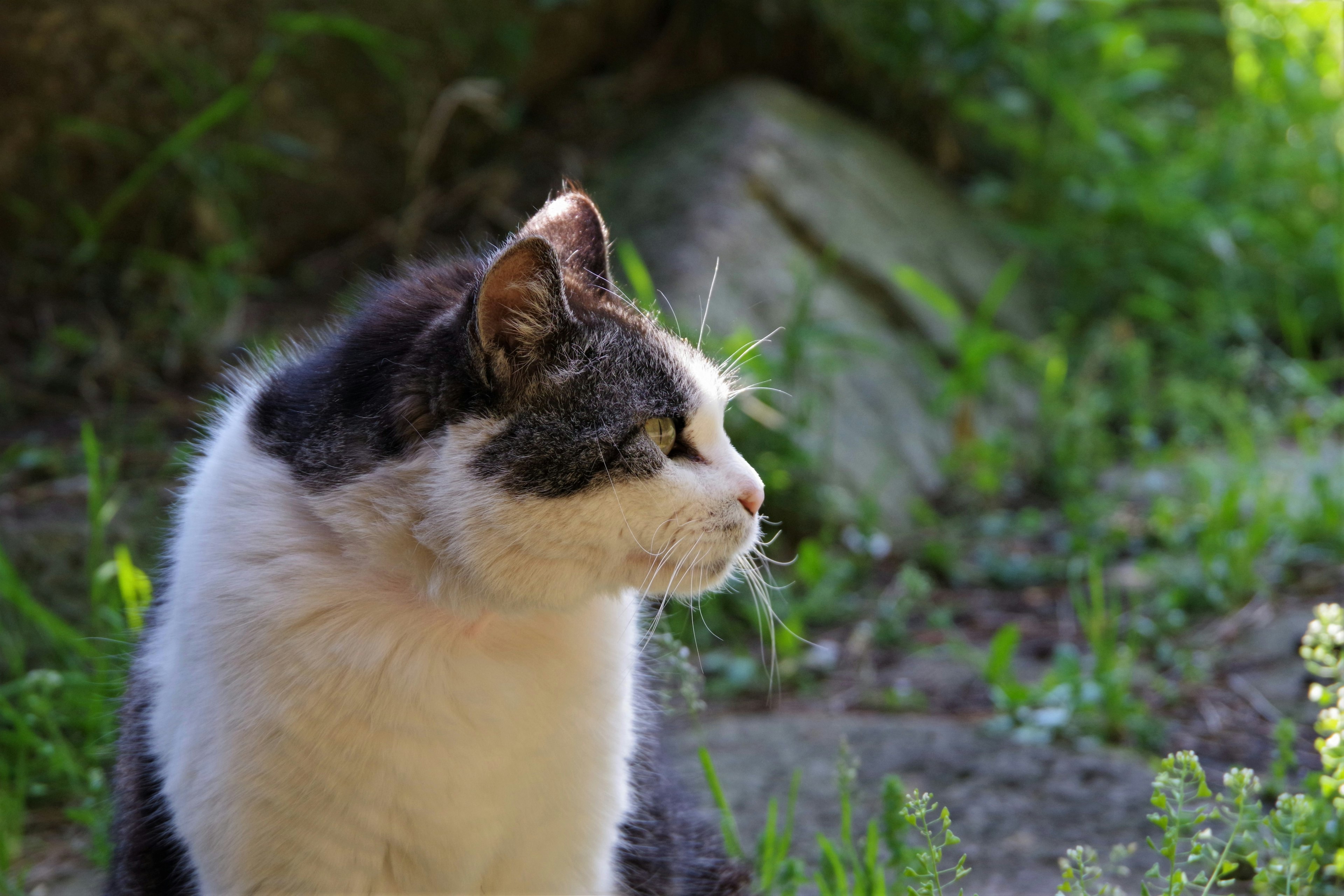 Un gato mirando hacia un lado en un entorno natural