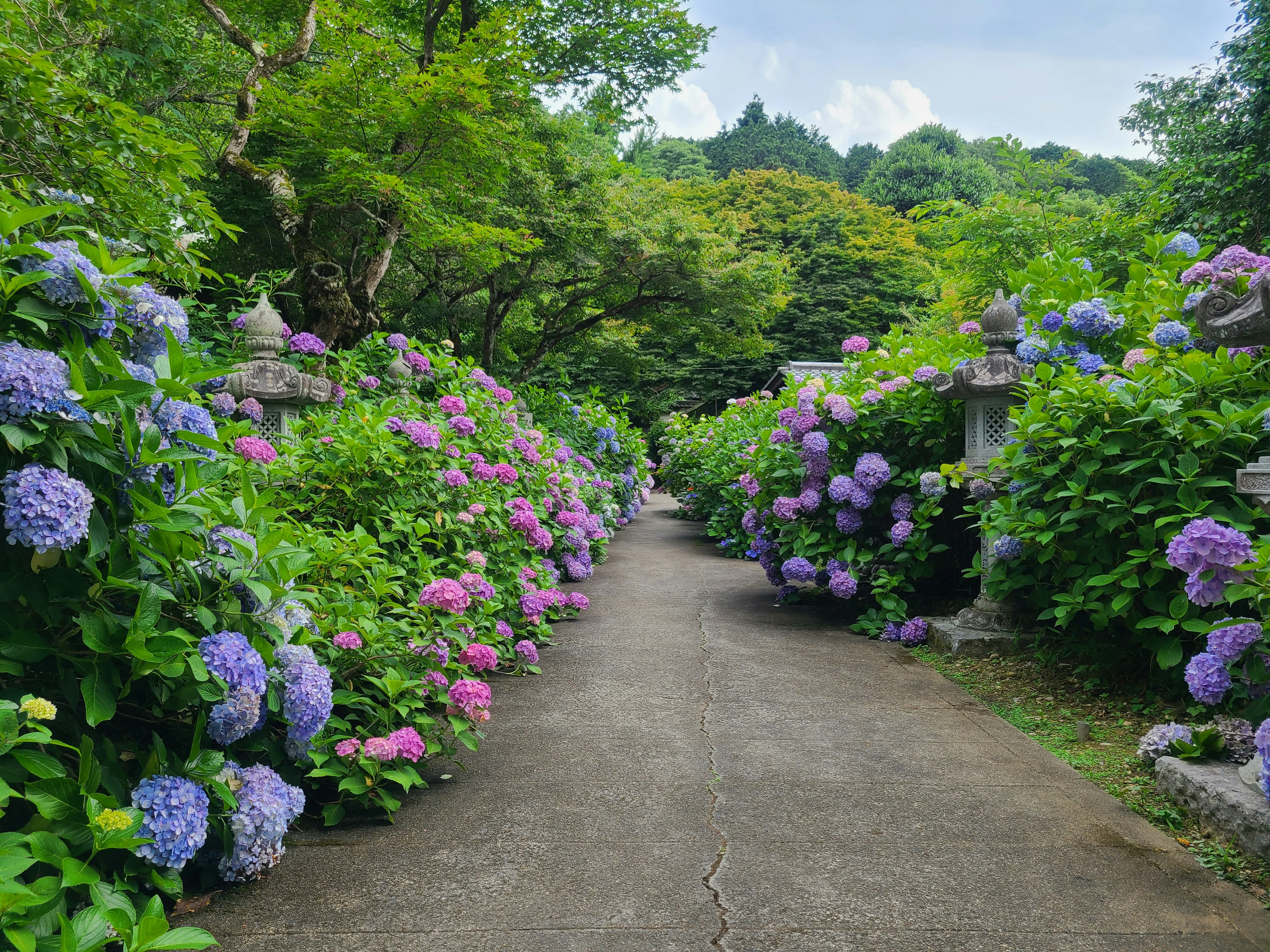 A pathway lined with blooming hydrangeas in shades of blue and pink