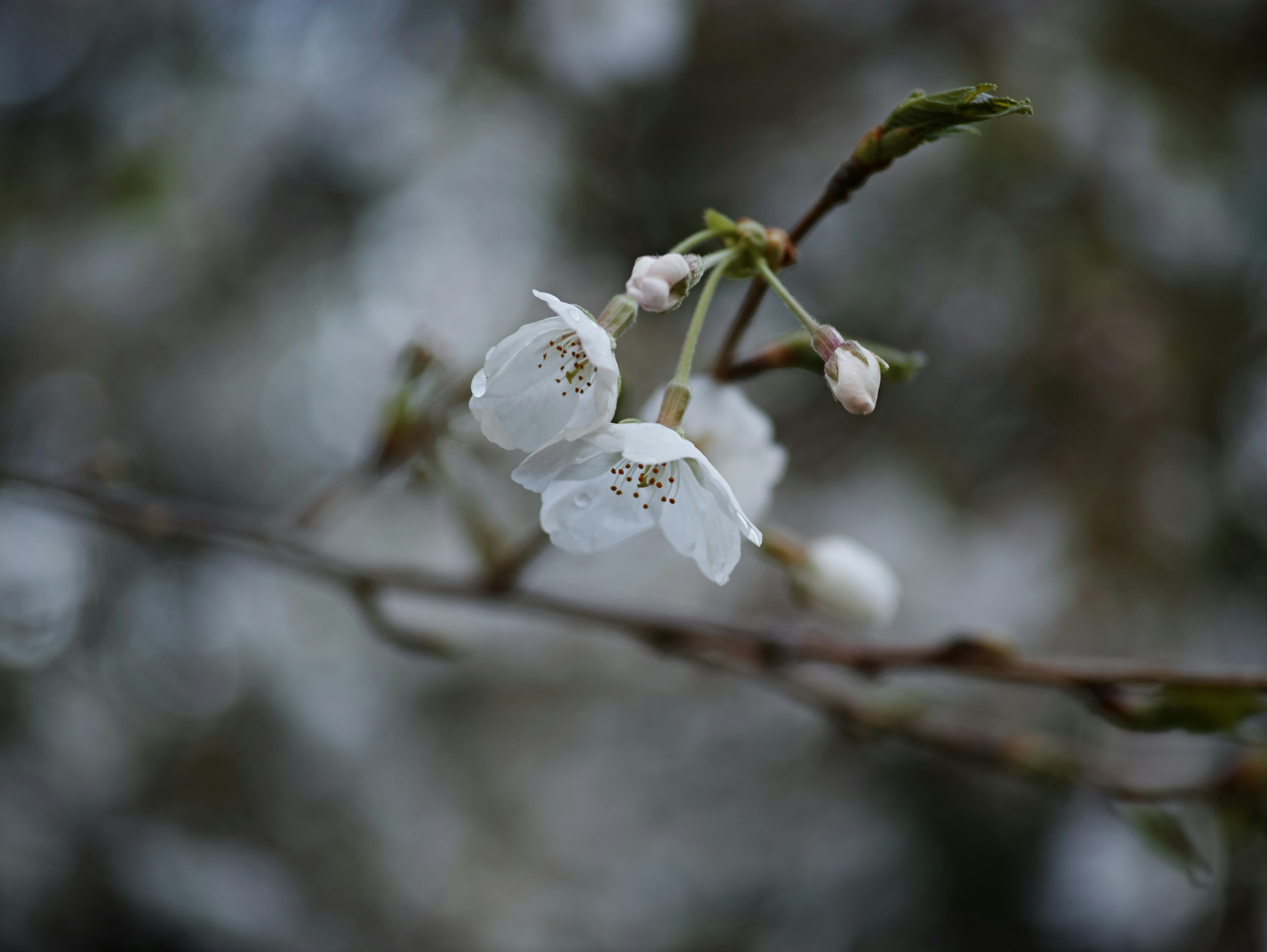 Primo piano di fiori bianchi su un ramo con sfondo sfocato