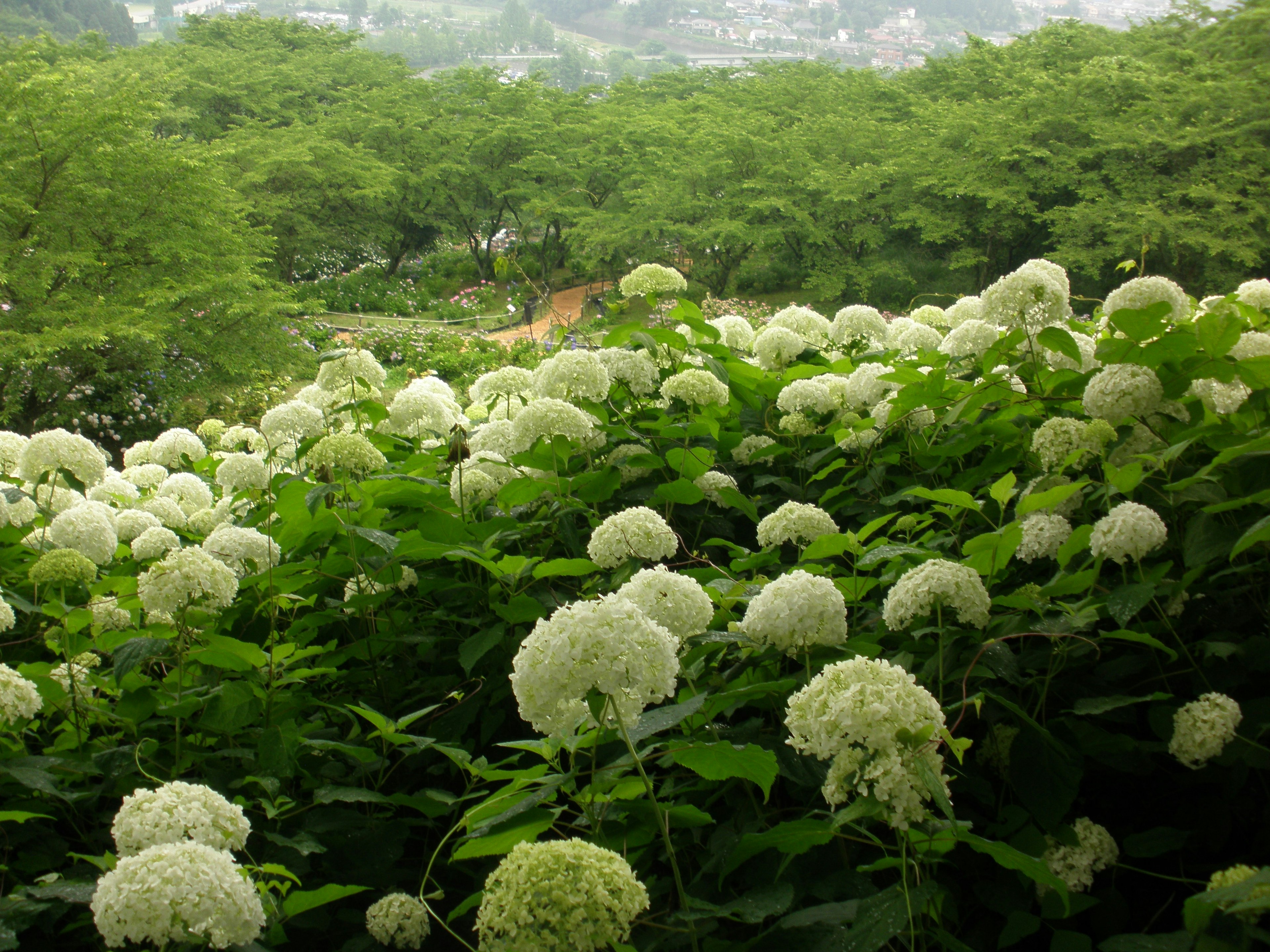 一个充满白色花朵和绿色叶子的风景