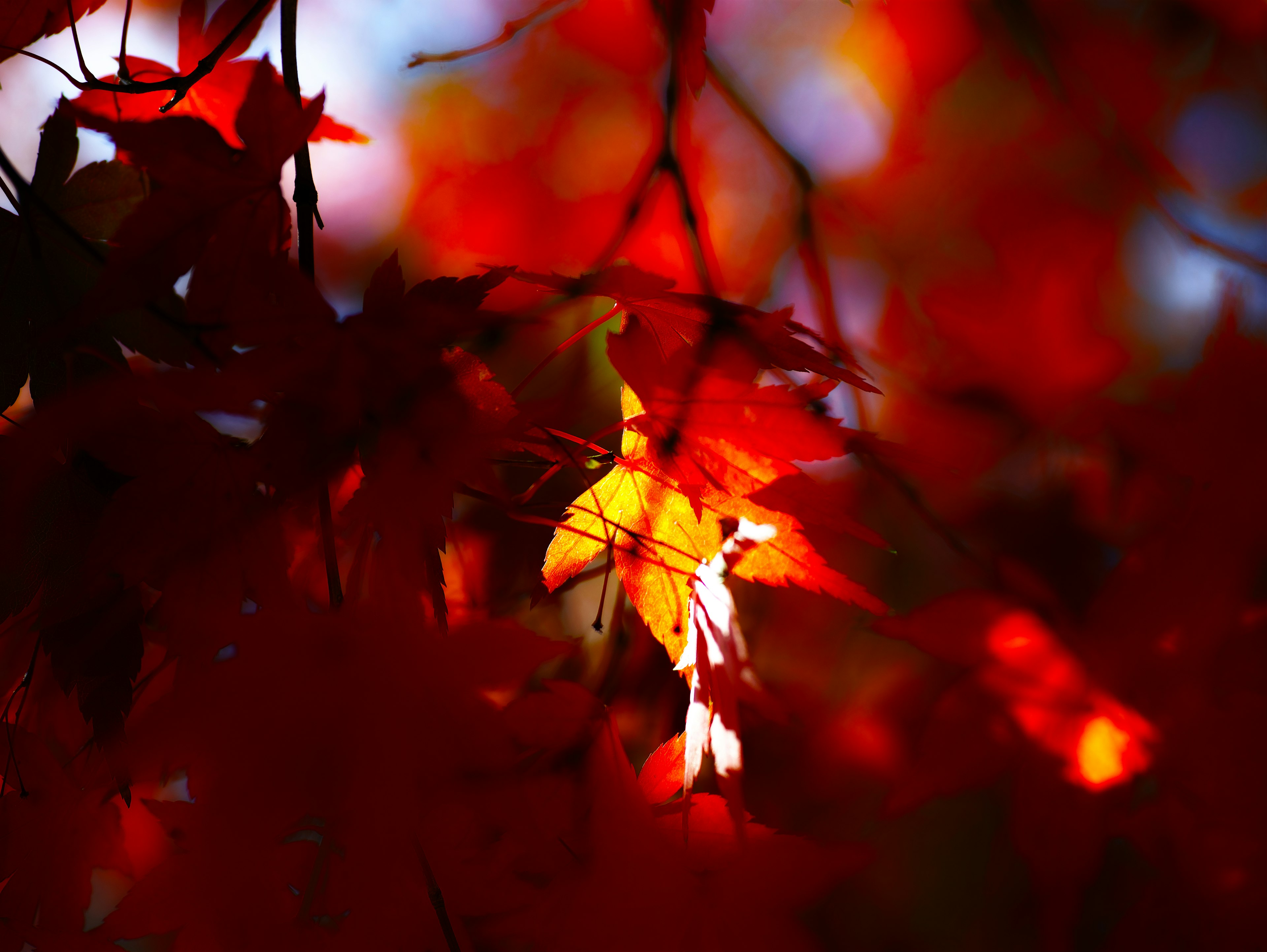 Feuilles rouges vibrantes avec une touche de lumière jaune filtrant dans une scène d'automne